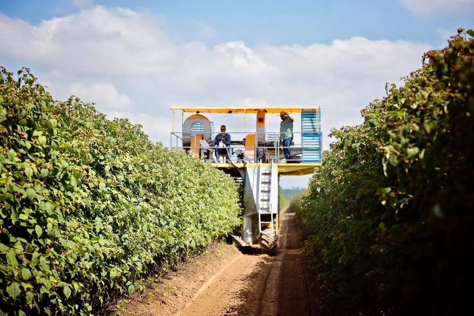 Rasp Harvester.jpg