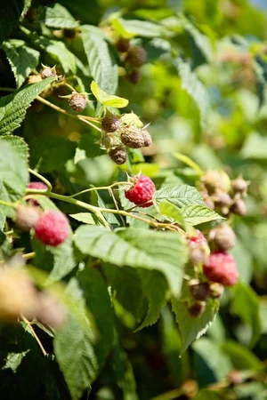 Maberry Packing
