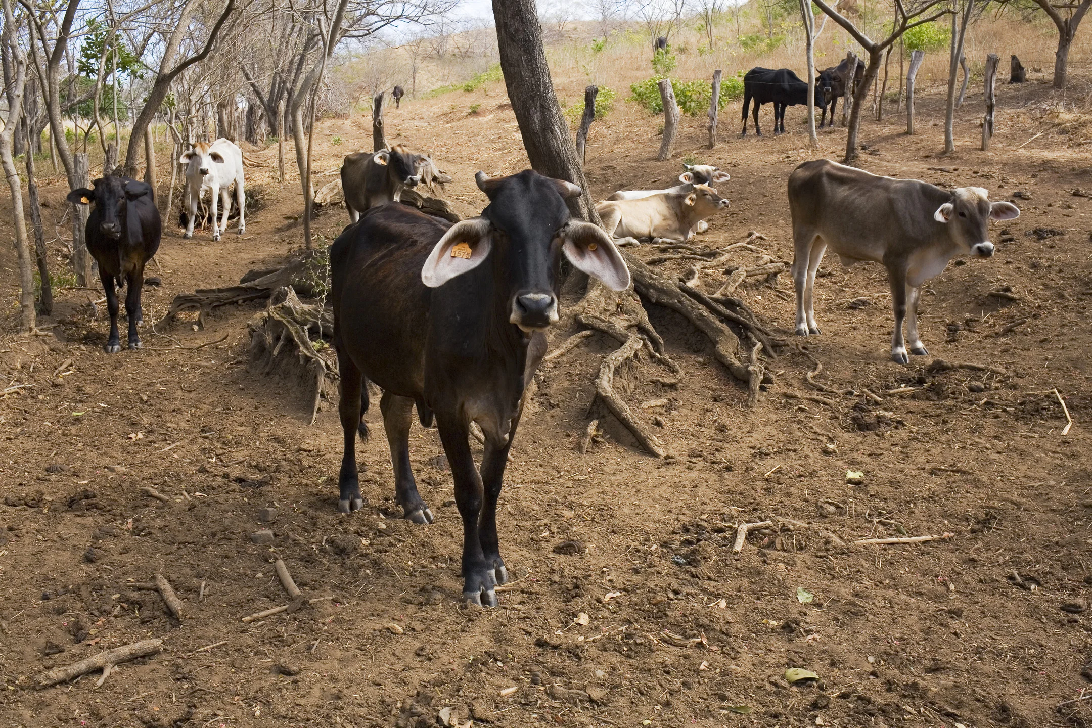 The herd (La Junta, 04/13/15)