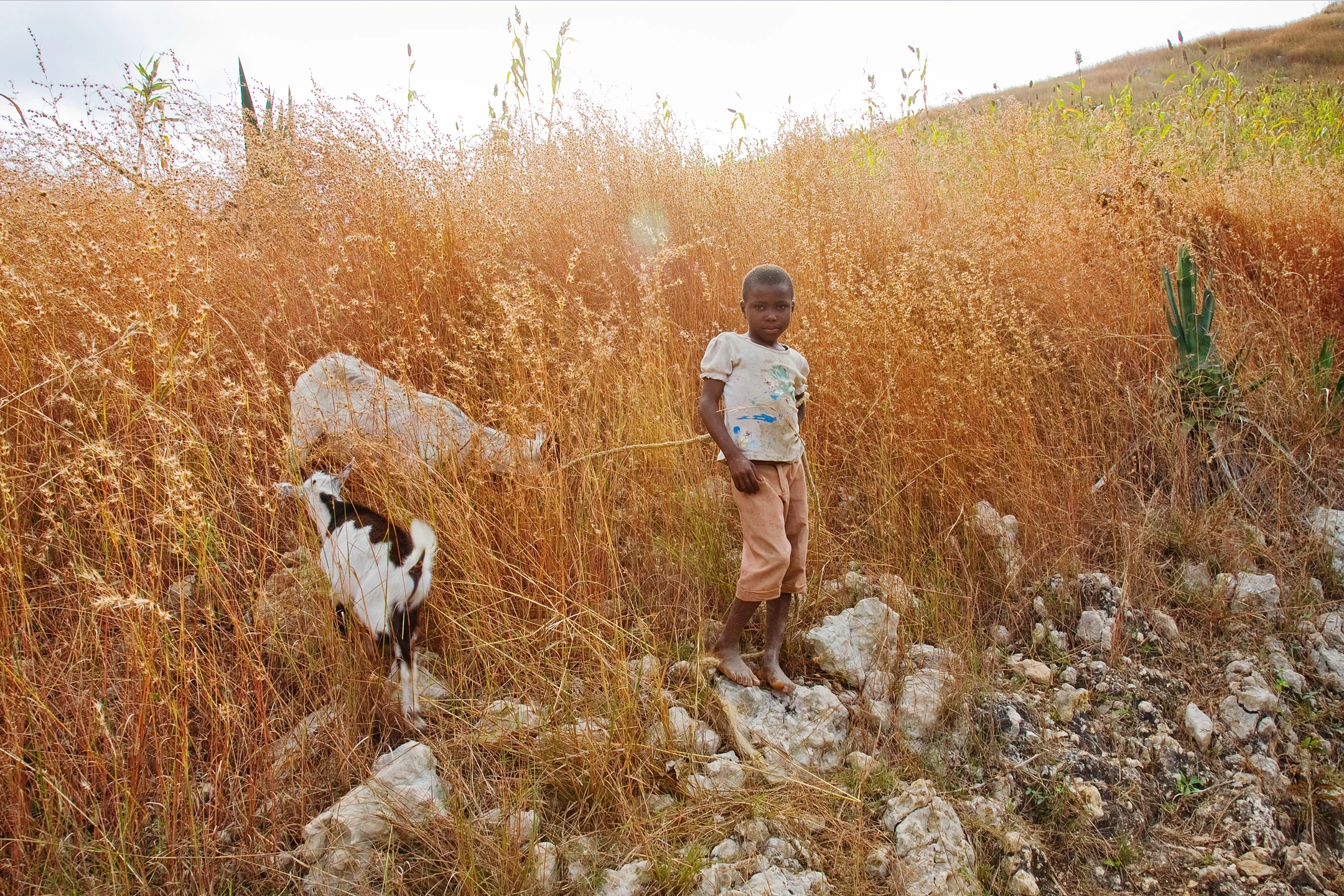 Goatherd with Goats (Outside Bouley, 01/12/11)