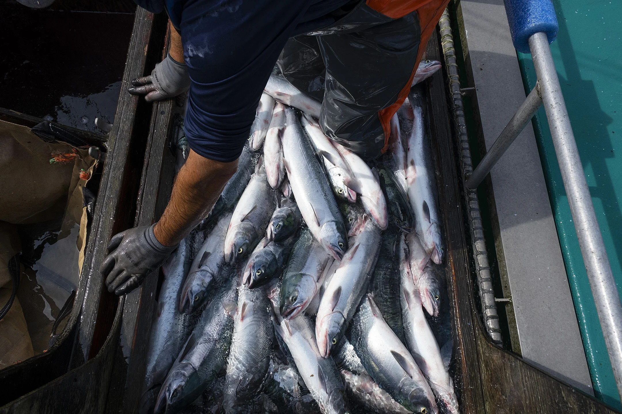 Reefnet fishing allows fish to be sorted so that by-catch death is almost eliminated. Here, sockeye salmon are in the live well where they are sorted from the pink salmon. If a wild King salmon is caught, it can be easily released back into the wate