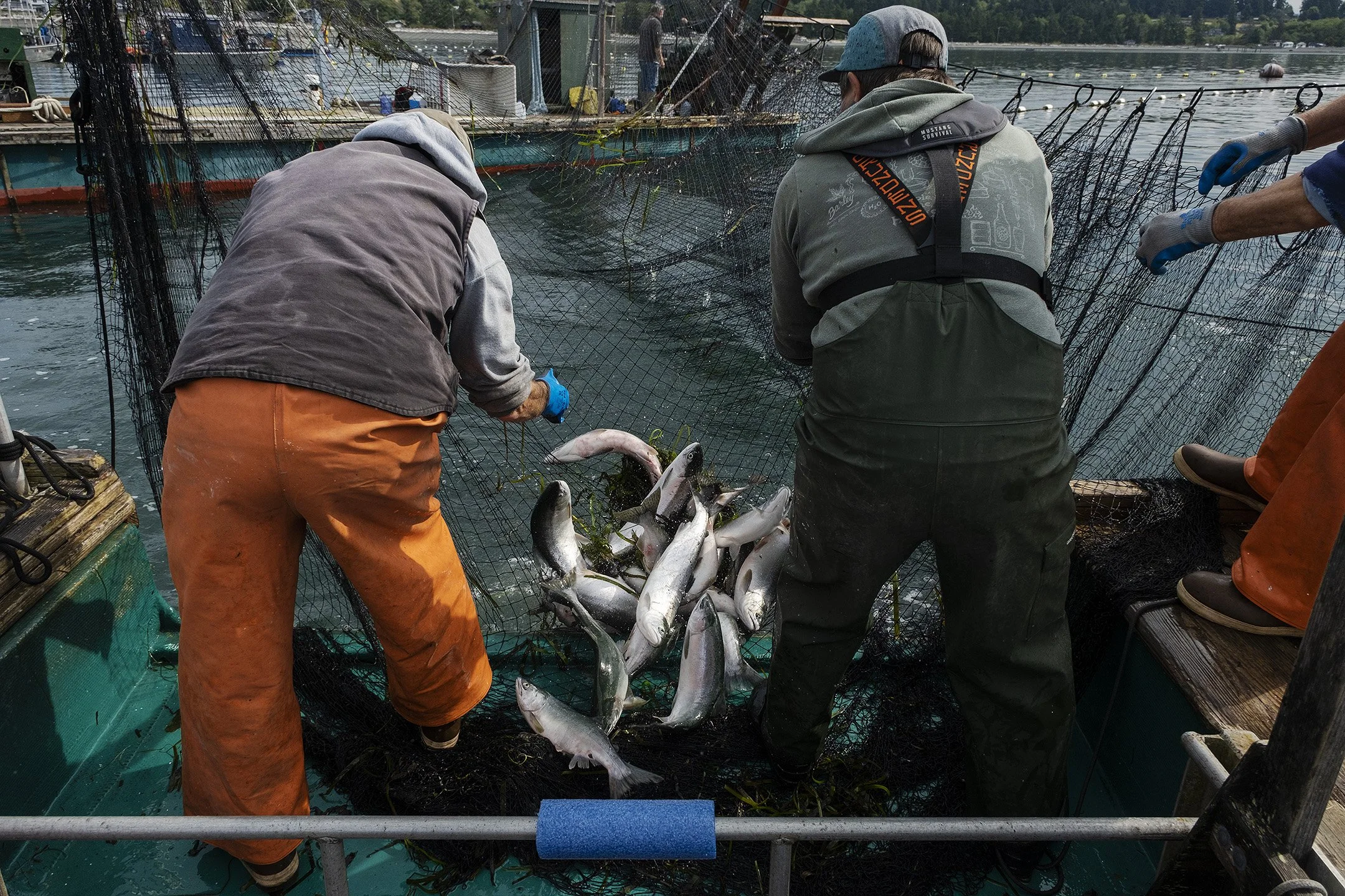 Reefnet fisherman haul in their net by hand to spill the caught salmon into their live-well, where the fish can be sorted and humanely bled.