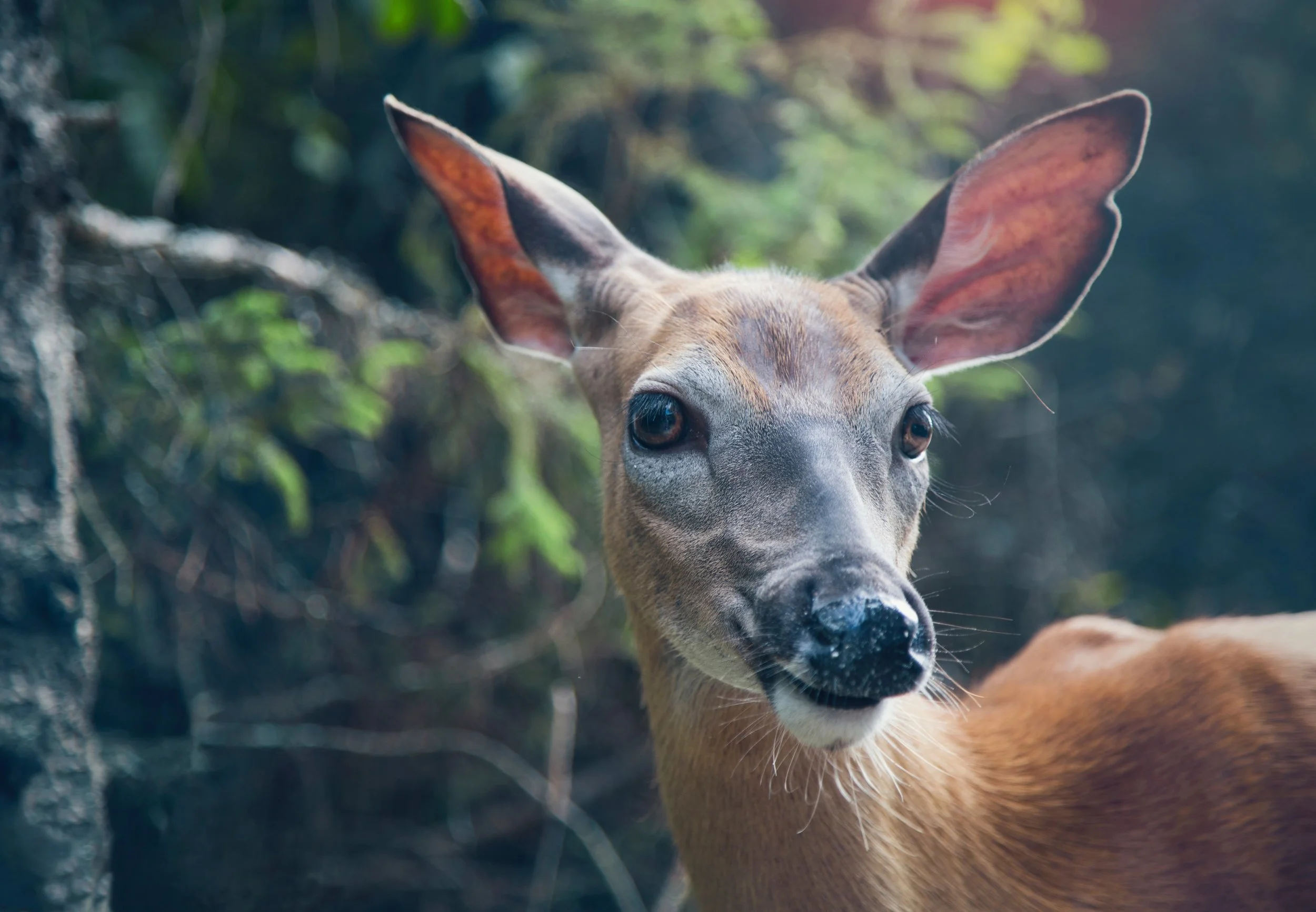 Photo by Melissa Chabot on Unsplash