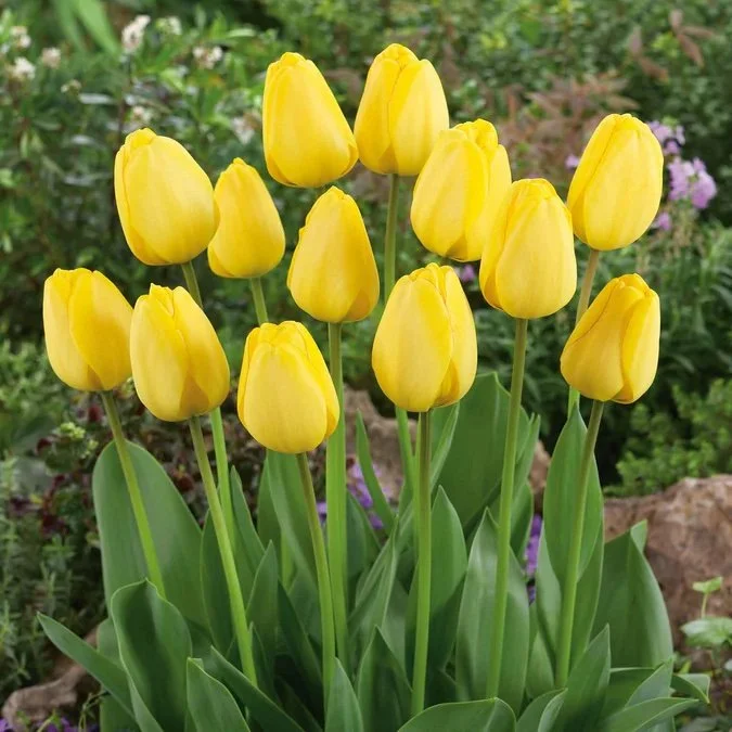 Golden Paradise tulips