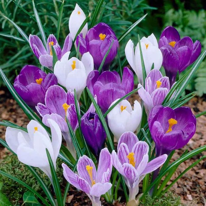 Blue Moon crocus mix