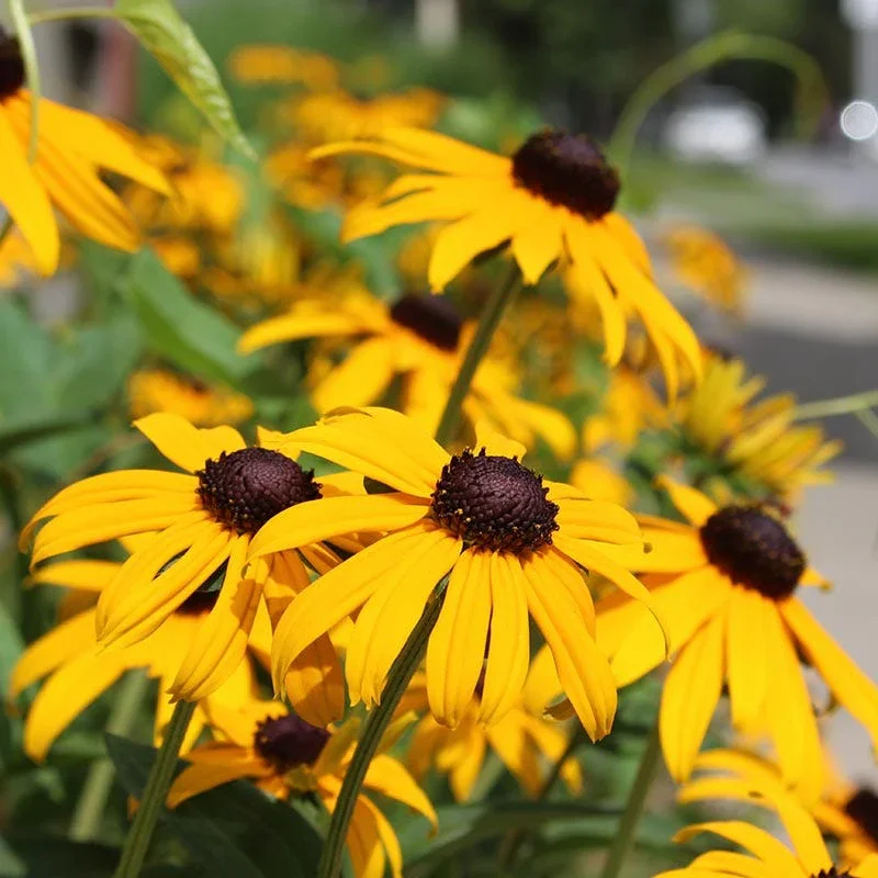 Blackeyed Susans
