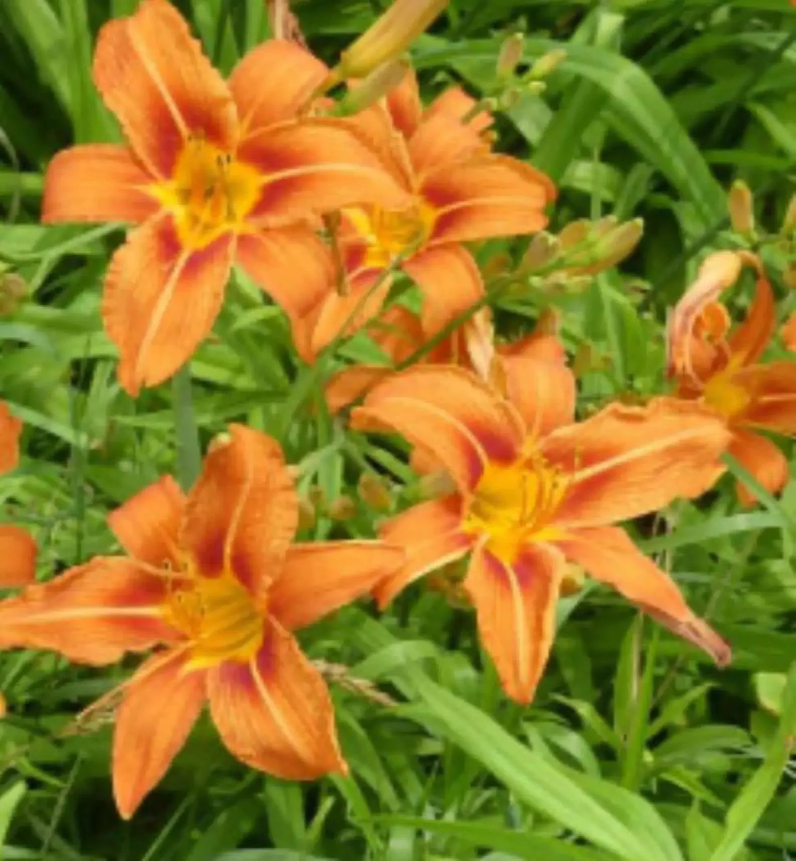 Orange Day Lily