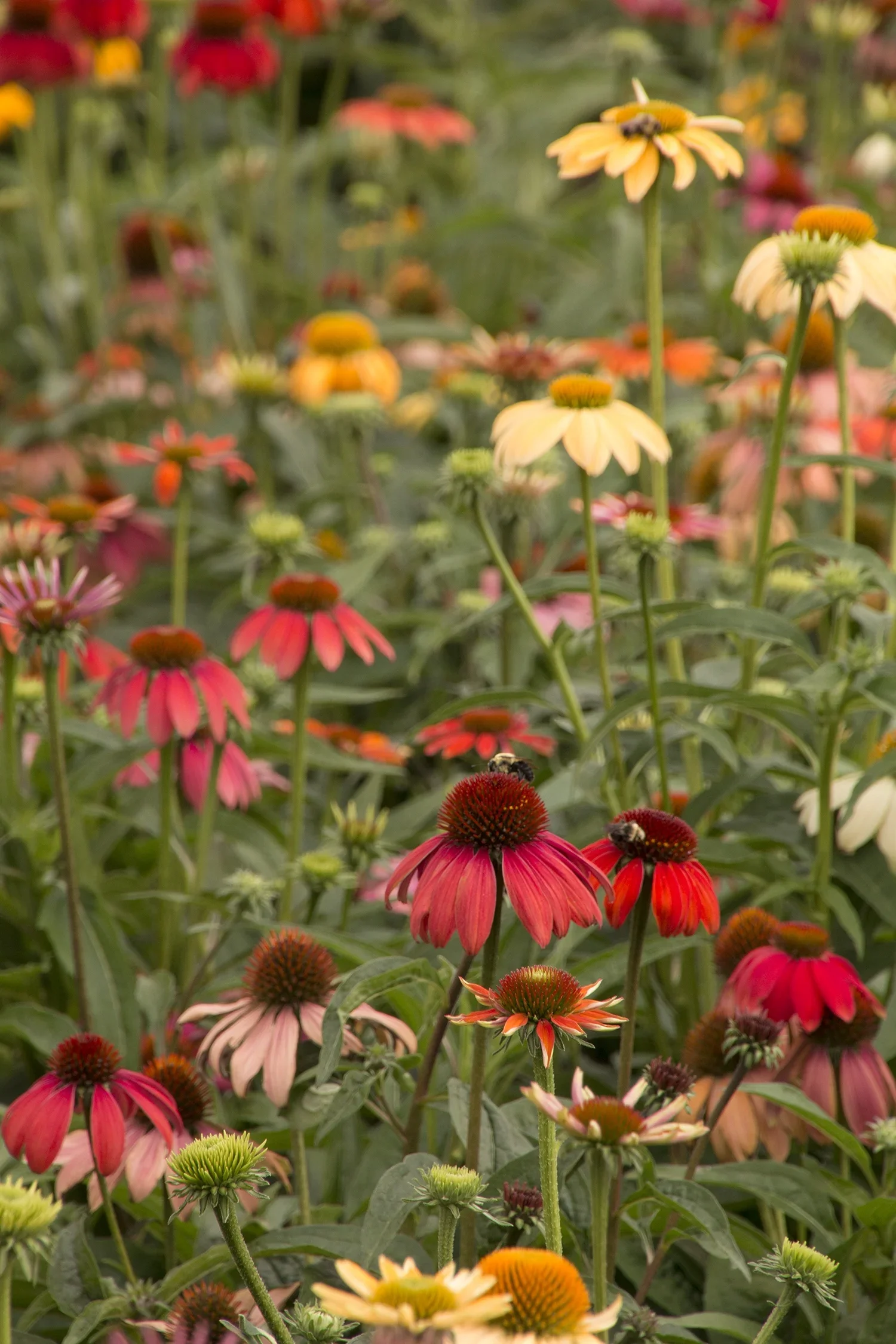 Cheyenne Spirit Coneflowers