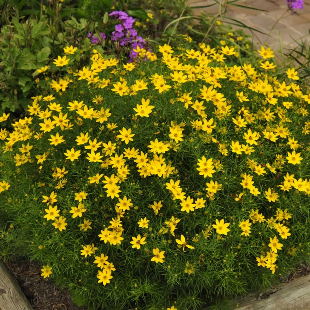 Zagreb Coreopsis
