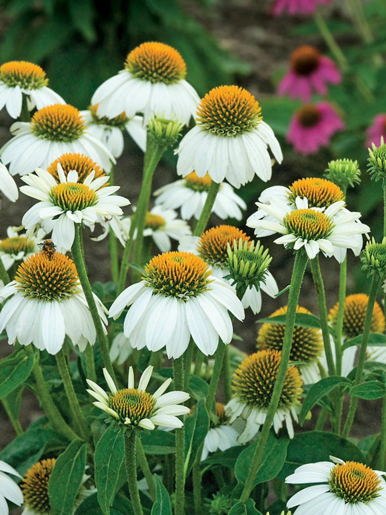 White Coneflower (Echinacea)