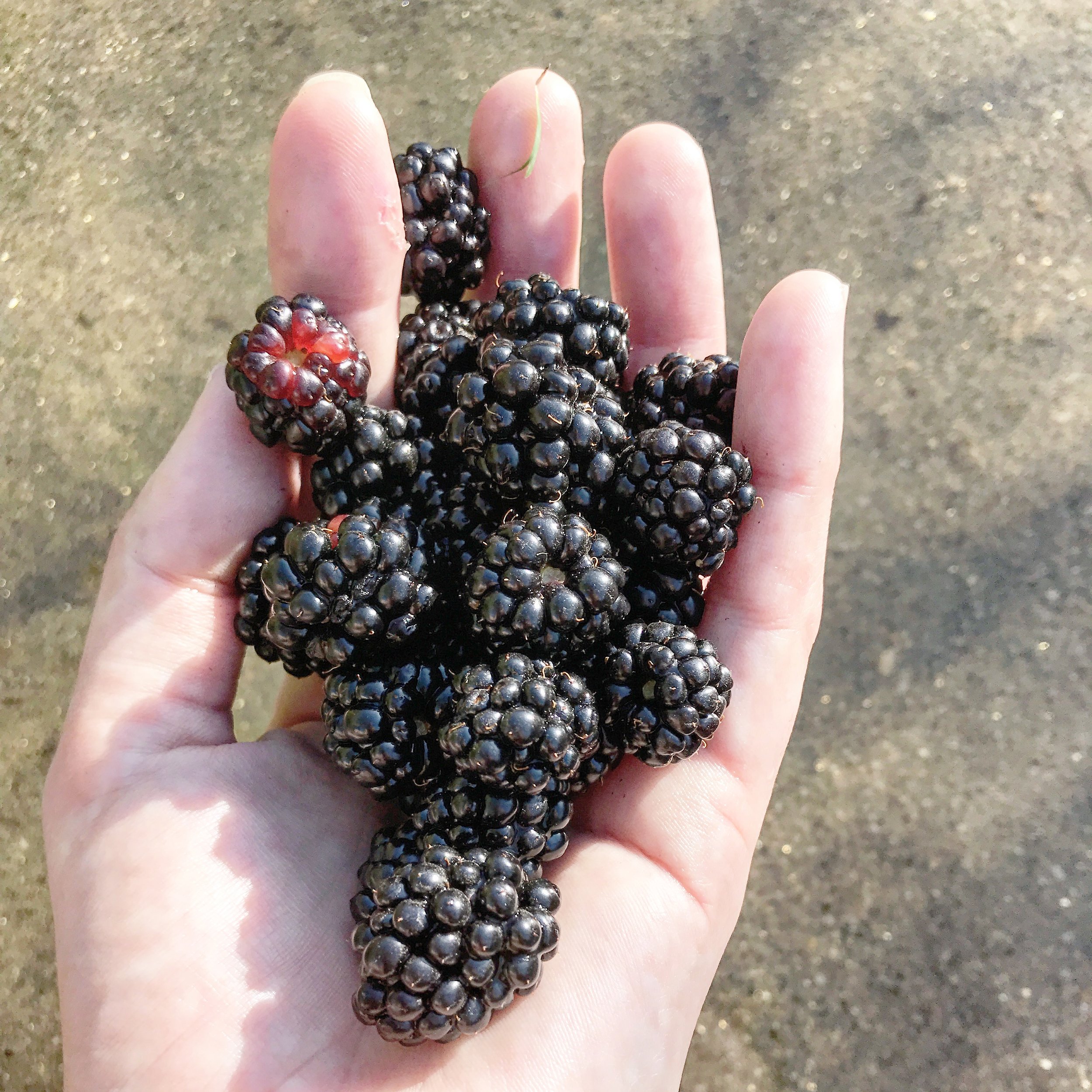 Wild blackberries