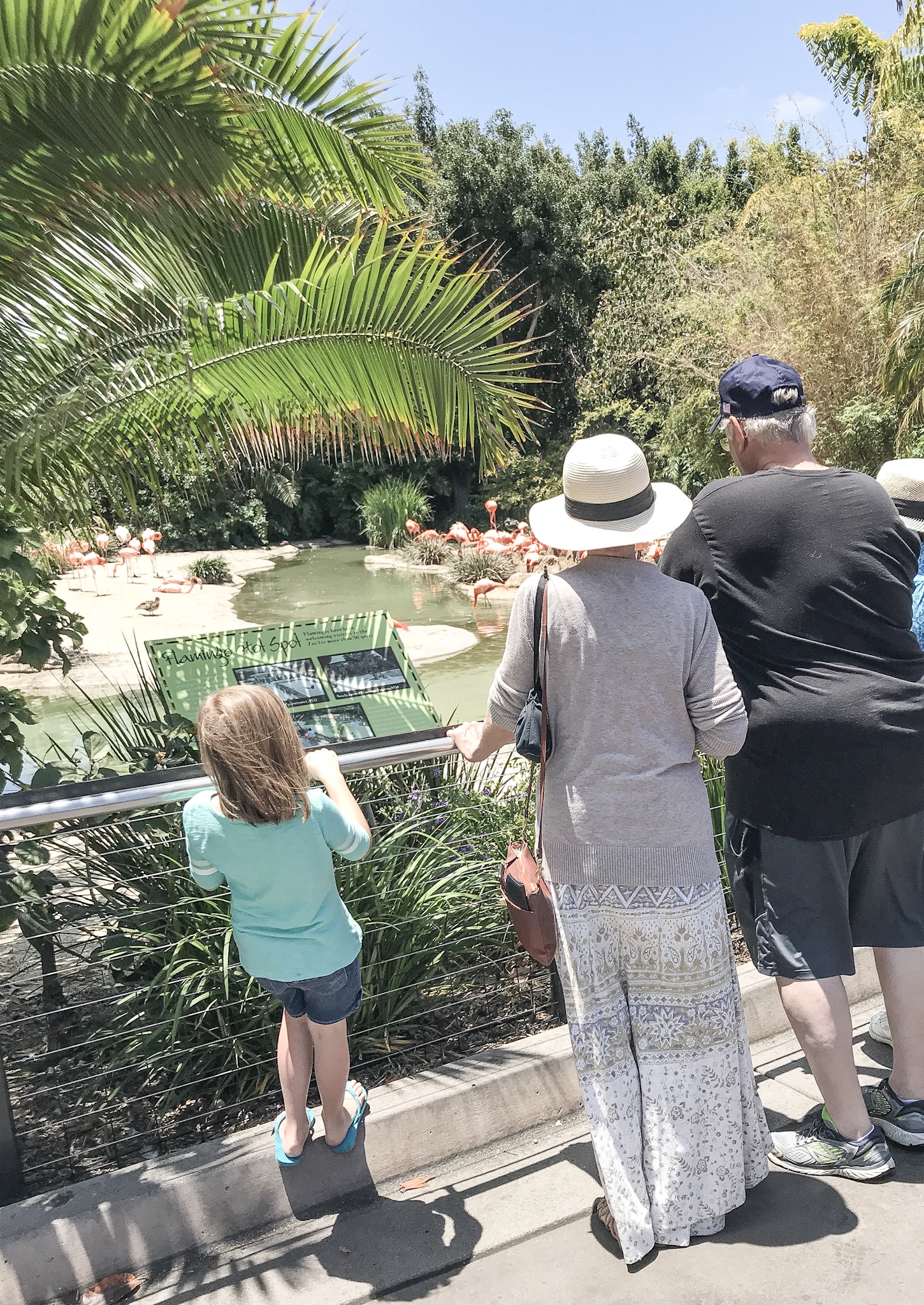 Checking out the flamingos with G-Mom and Papa