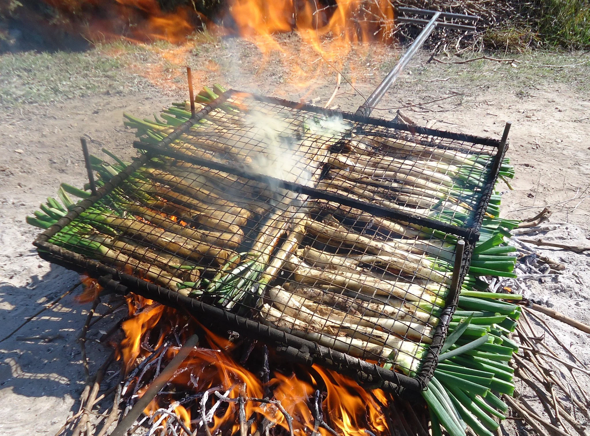 Calçots on an open flame.