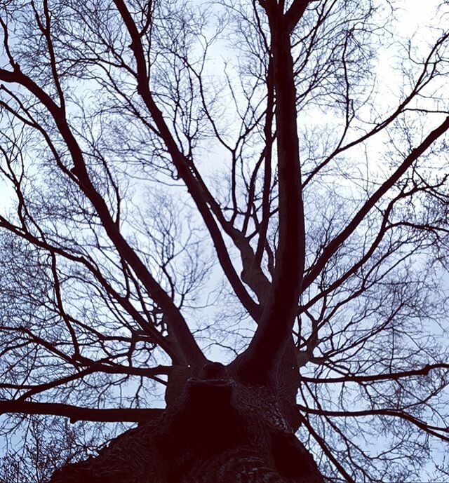 Happy Earth Day 🌎 .
Looking up from the home we all share as we remain separated by distance, and am reminded that it takes more than a government mandate and a global pandemic to stop us from feeling connected. Put your feet on the ground. Take in 