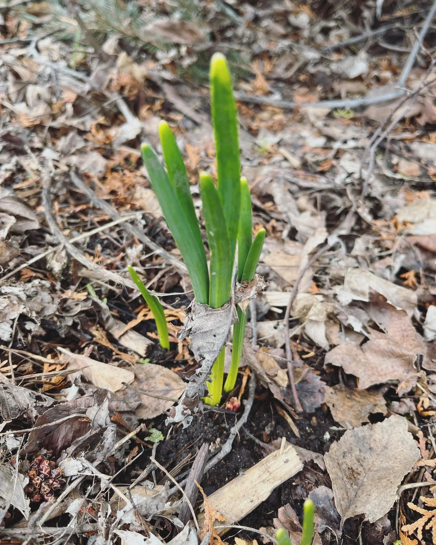 SPRING EQUINOX// A new season. A fresh start. Let yourself grow through the detritus of the season passed. A time to begin anew and clear out the deadweight of what you no longer need. 

It is a season of cleansing and detoxification from the slow an