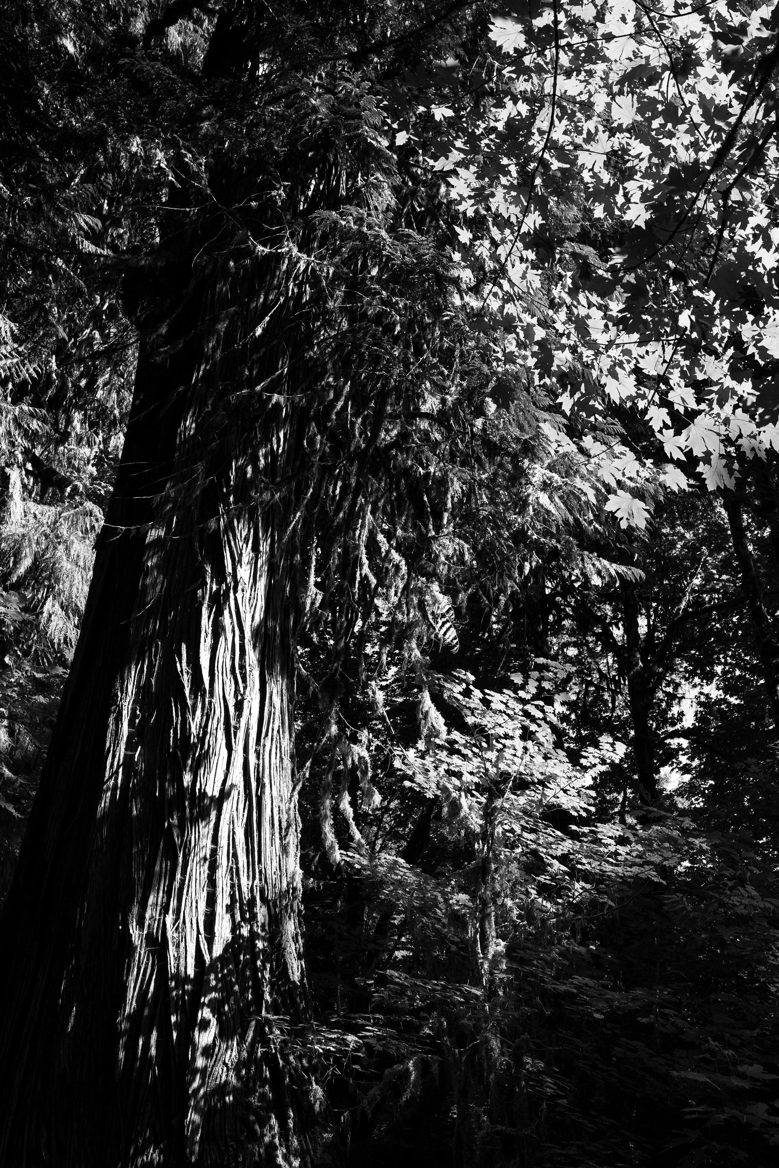 DSCF8836 copy.jpg