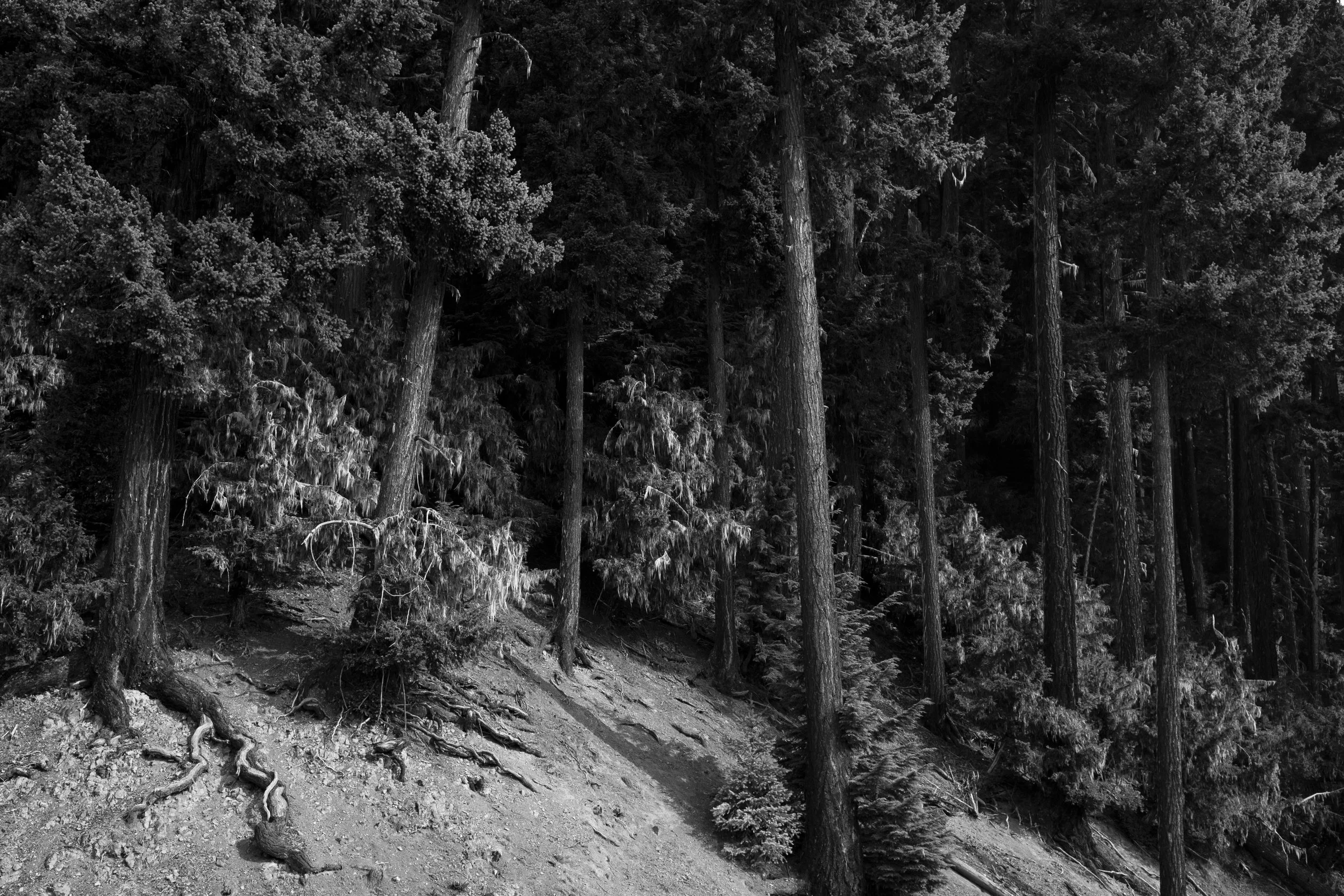 DSCF9763 copy.jpg