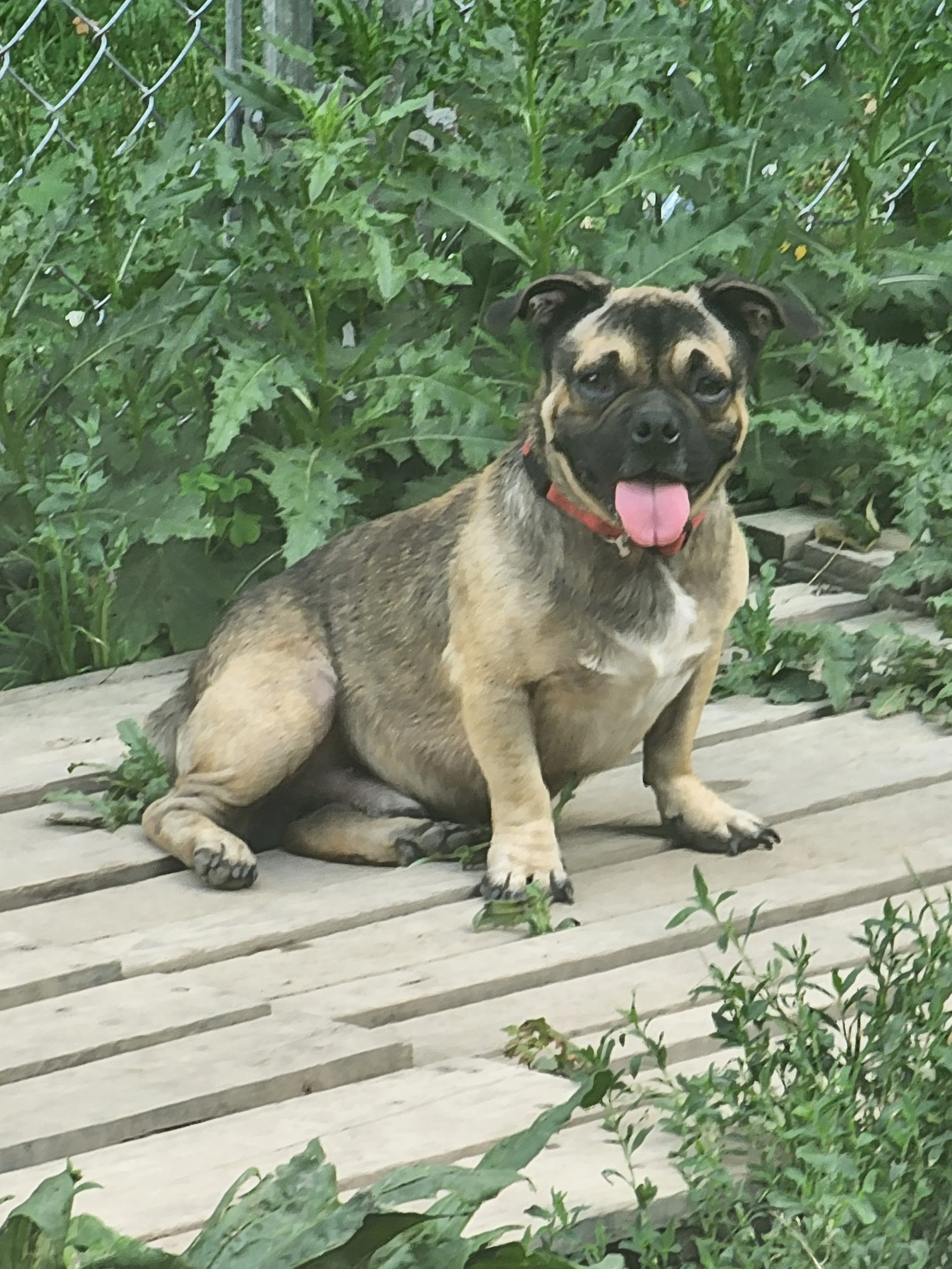 Otis M/N Pug x 4yr