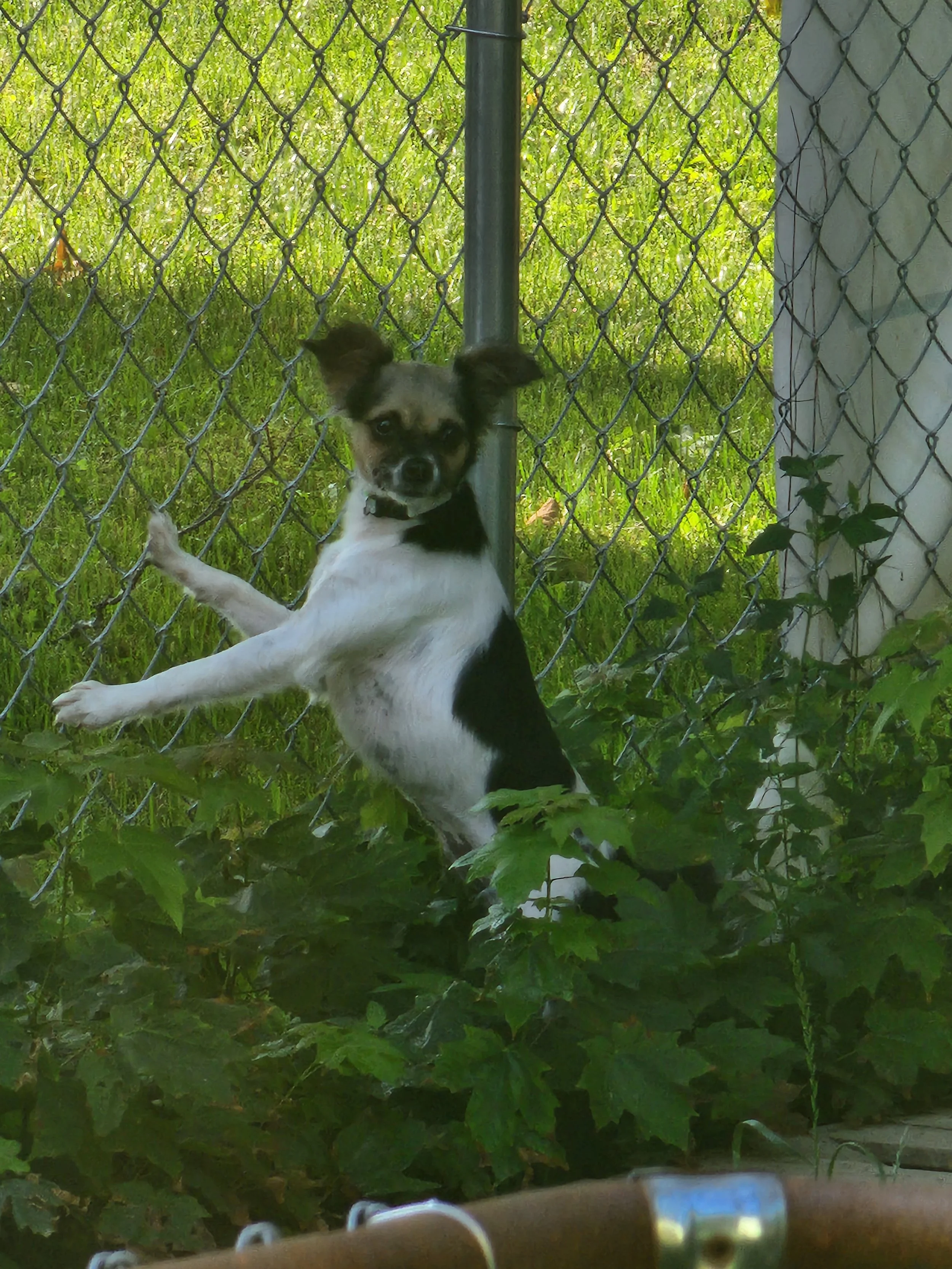 Molly F/S 1yr Chau mix