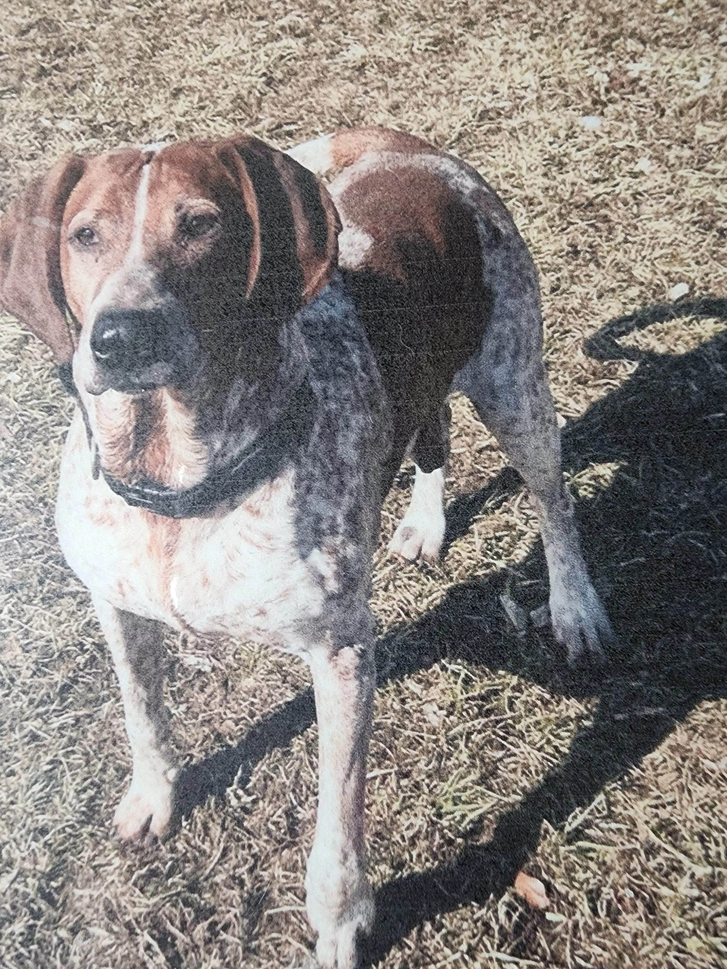 Rugar M/N 7 Yr Hound mix