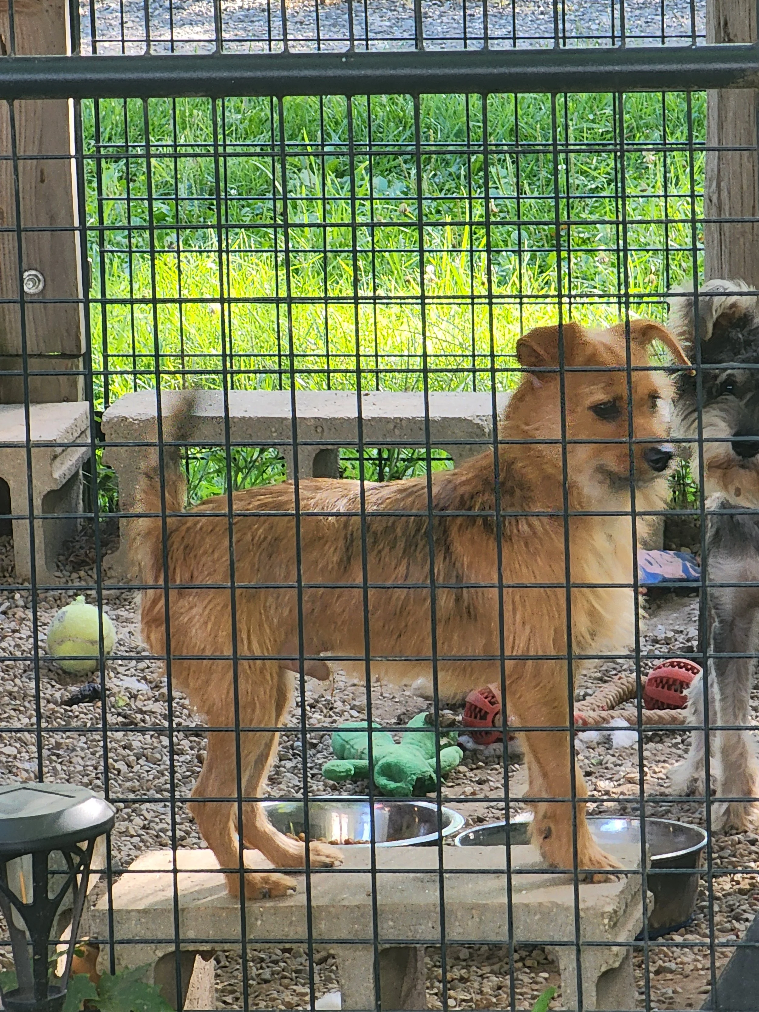 Chad 2 yrs terrier mix M/N