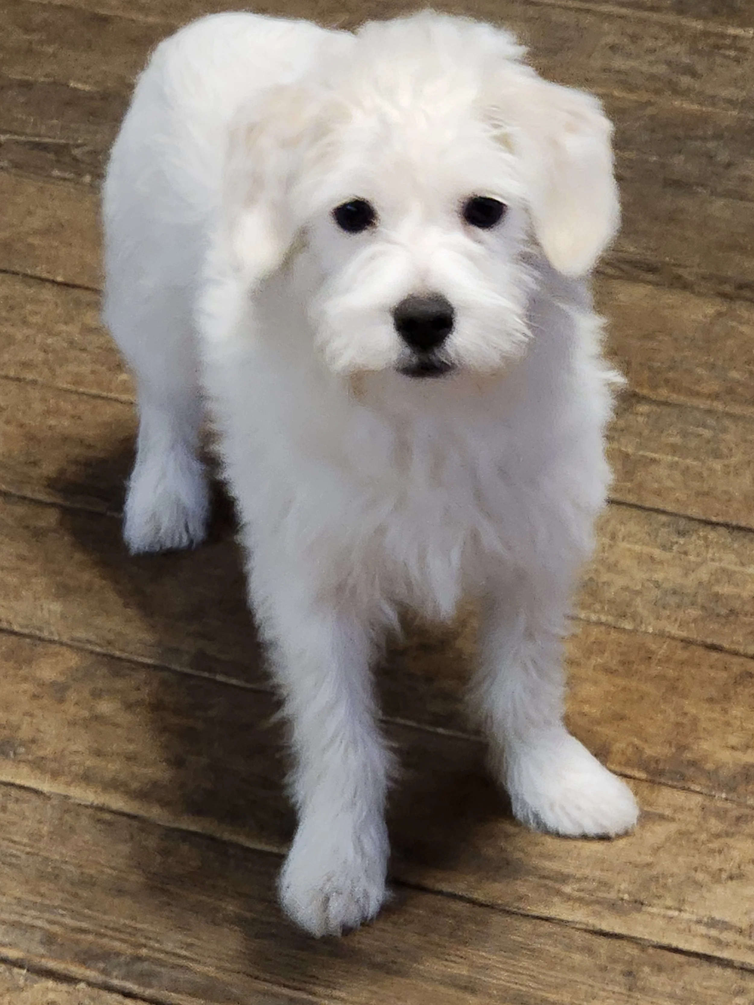 Hank 9 mos terrier mix Male N