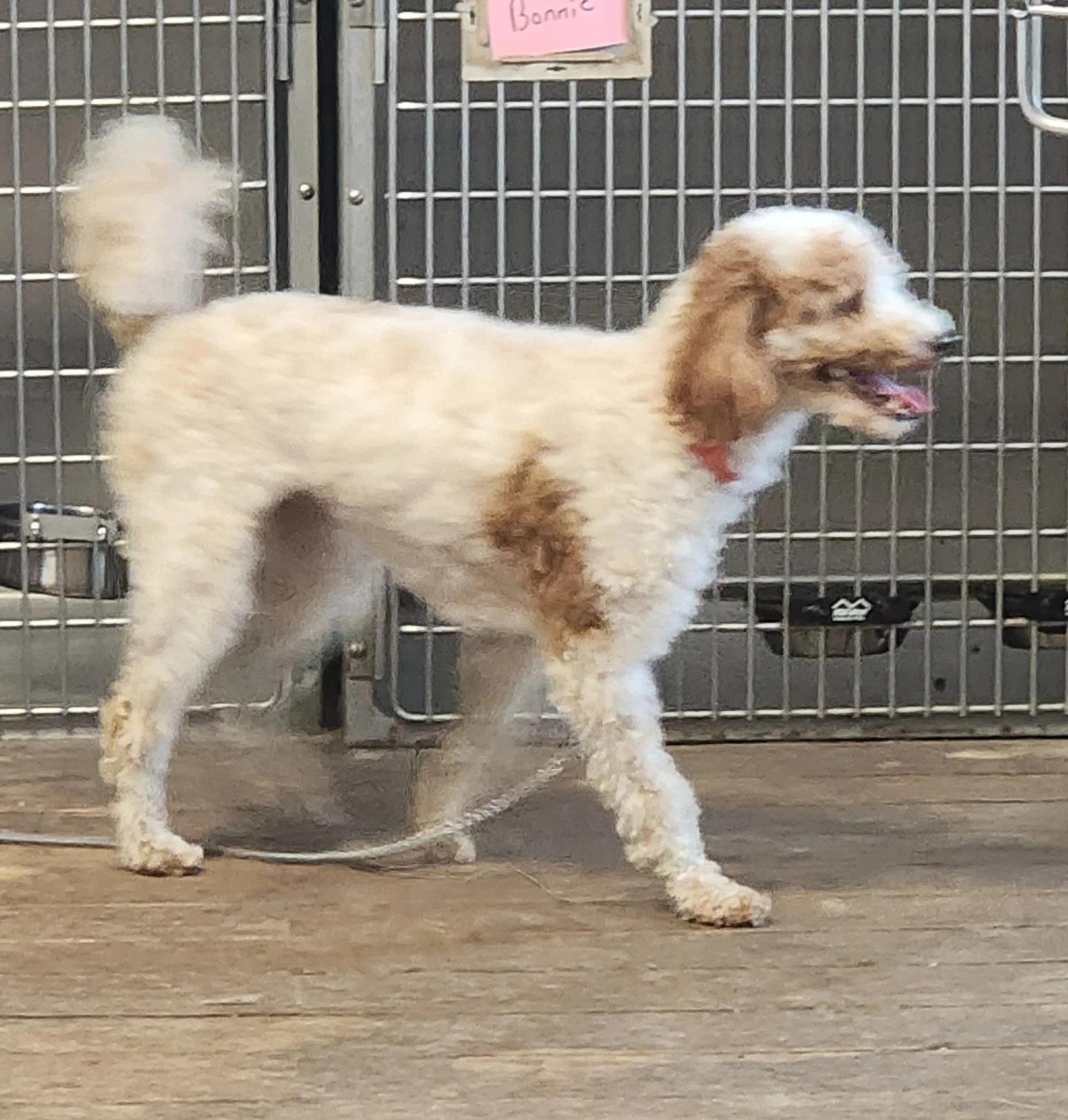 Bonnie doodle  3 yr F/S