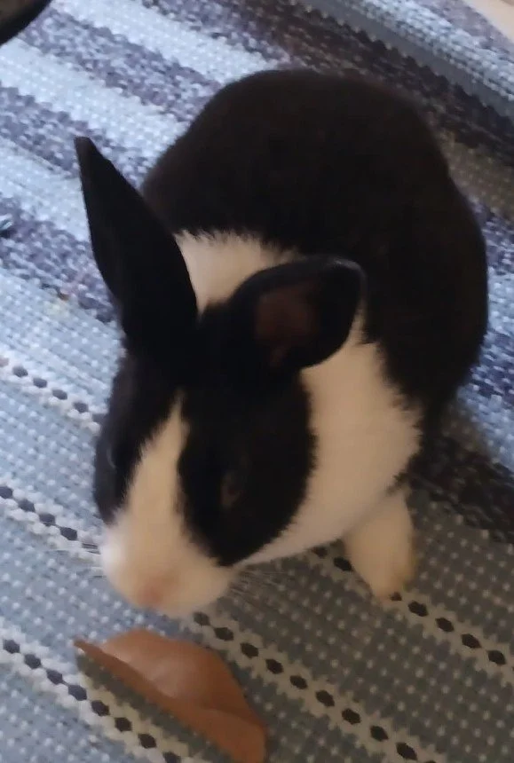 Daisey F age unknown