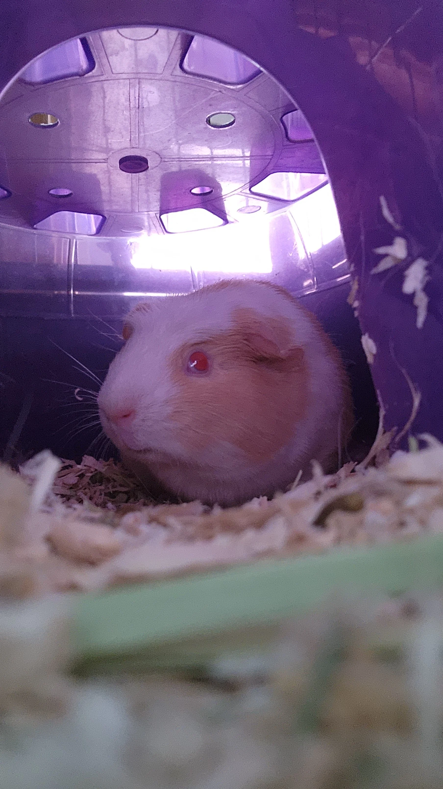 g pig female