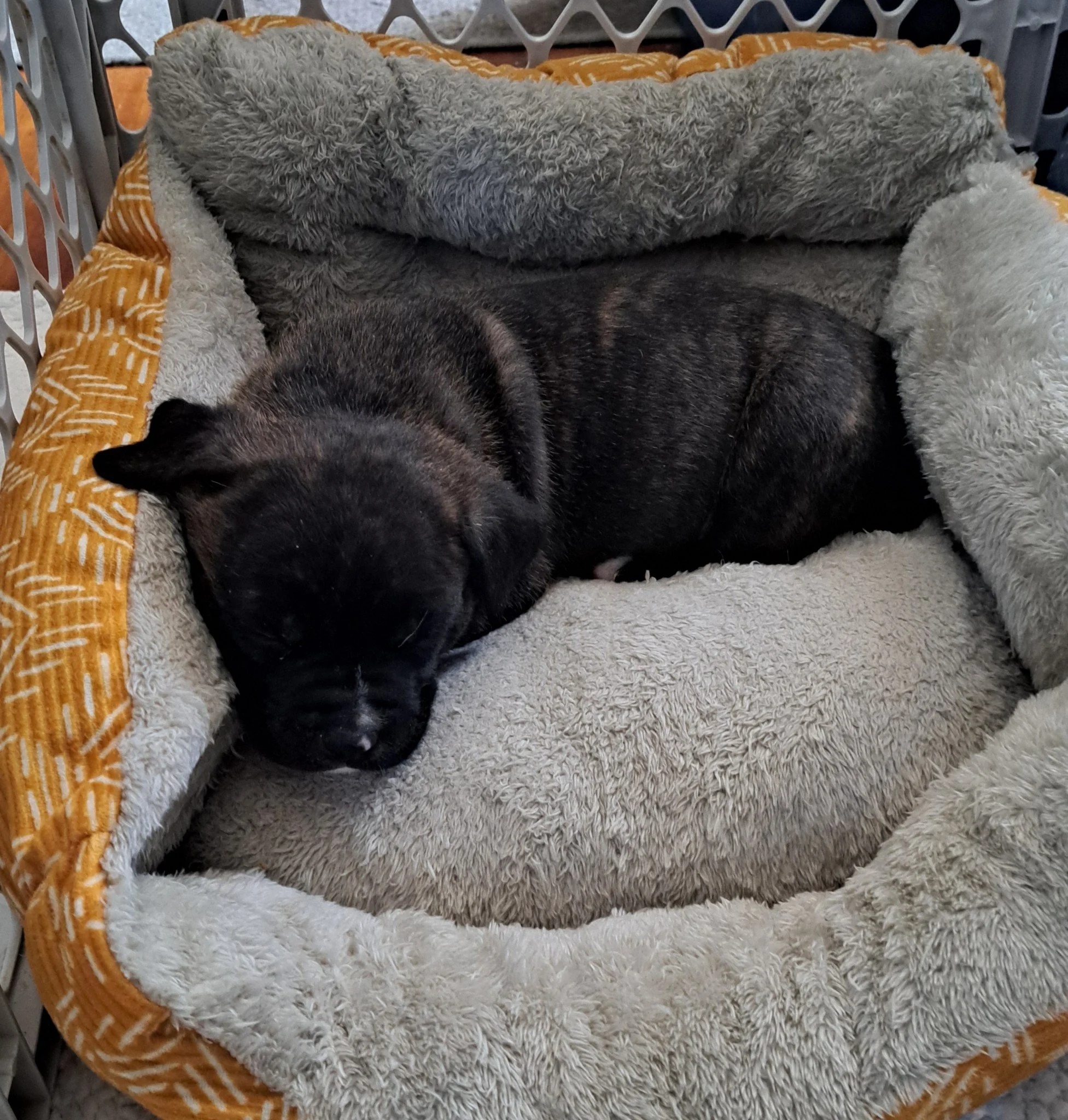 Rufus M 9wk mastiff pit x
