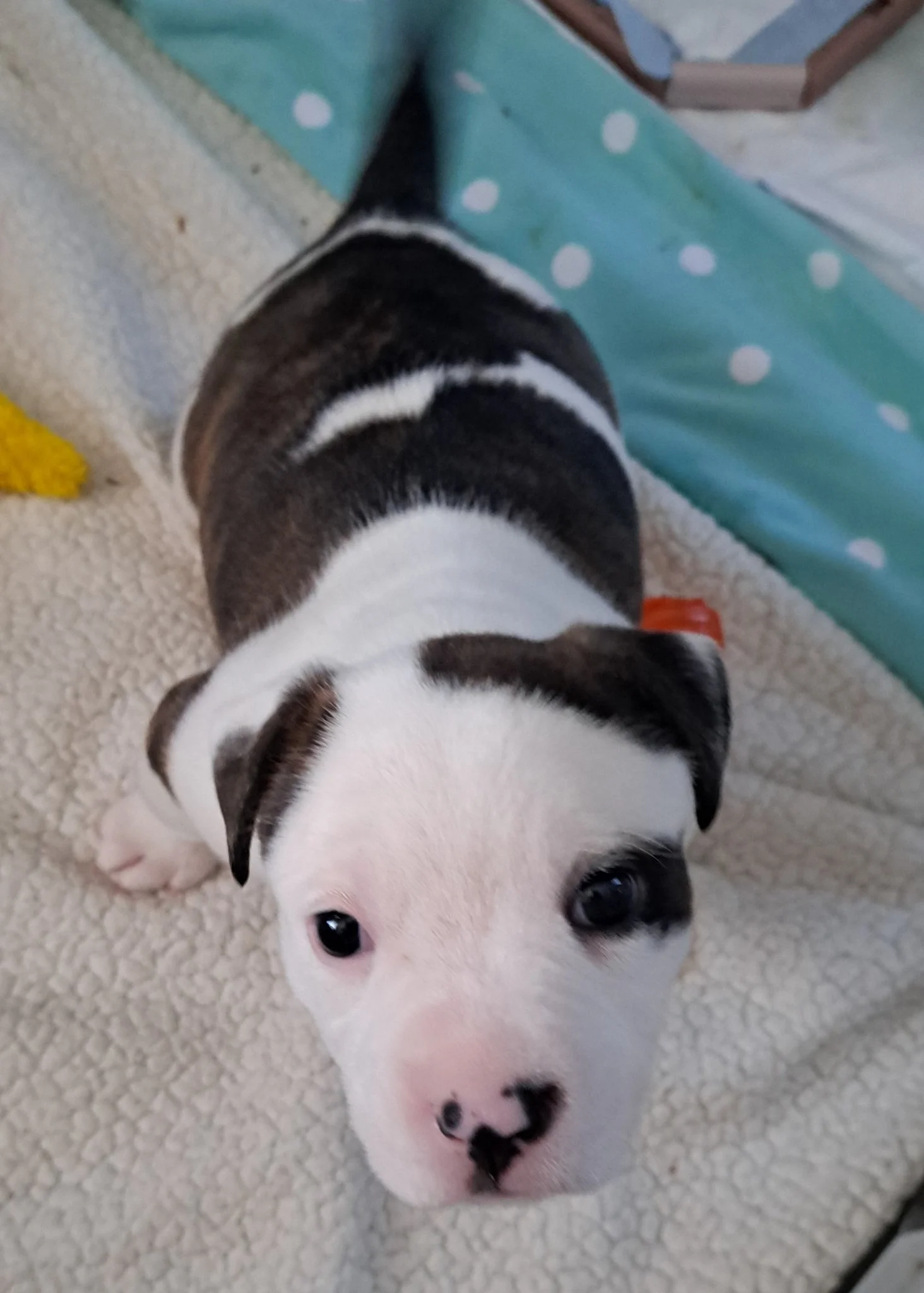 Daisey F Mastiff/pit mix