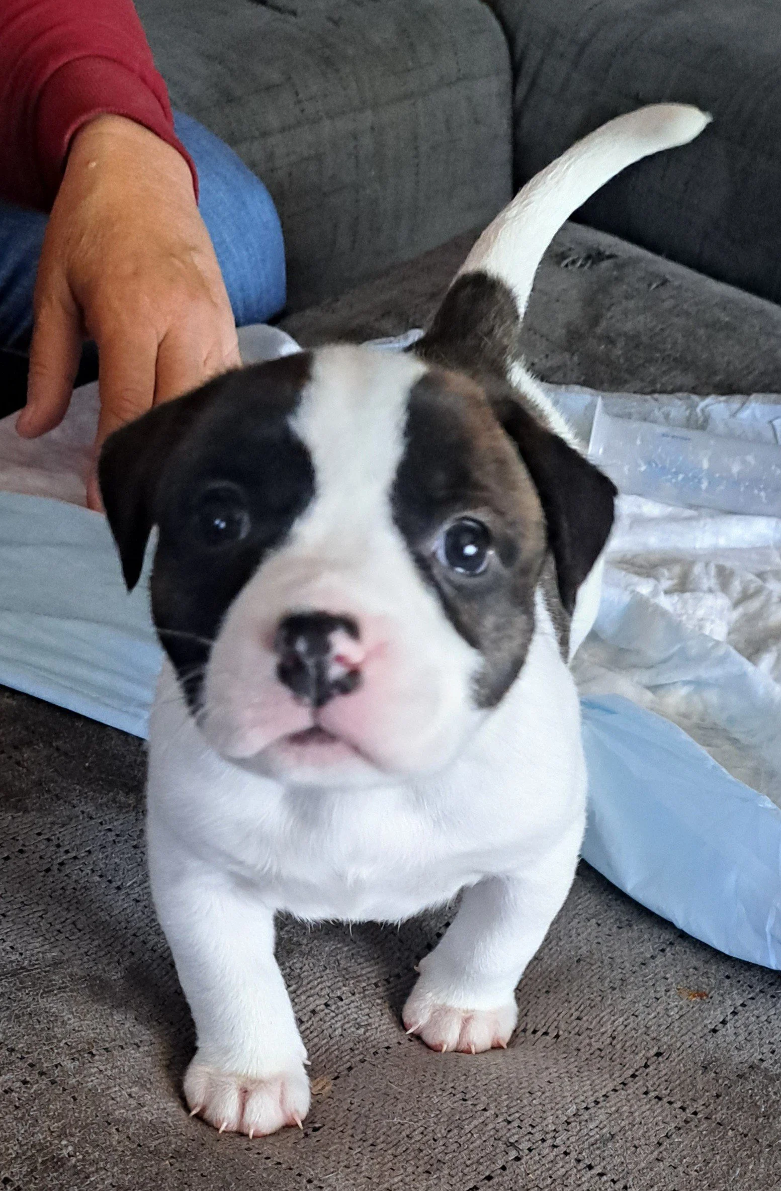 Rosie f pit mastiff 9w