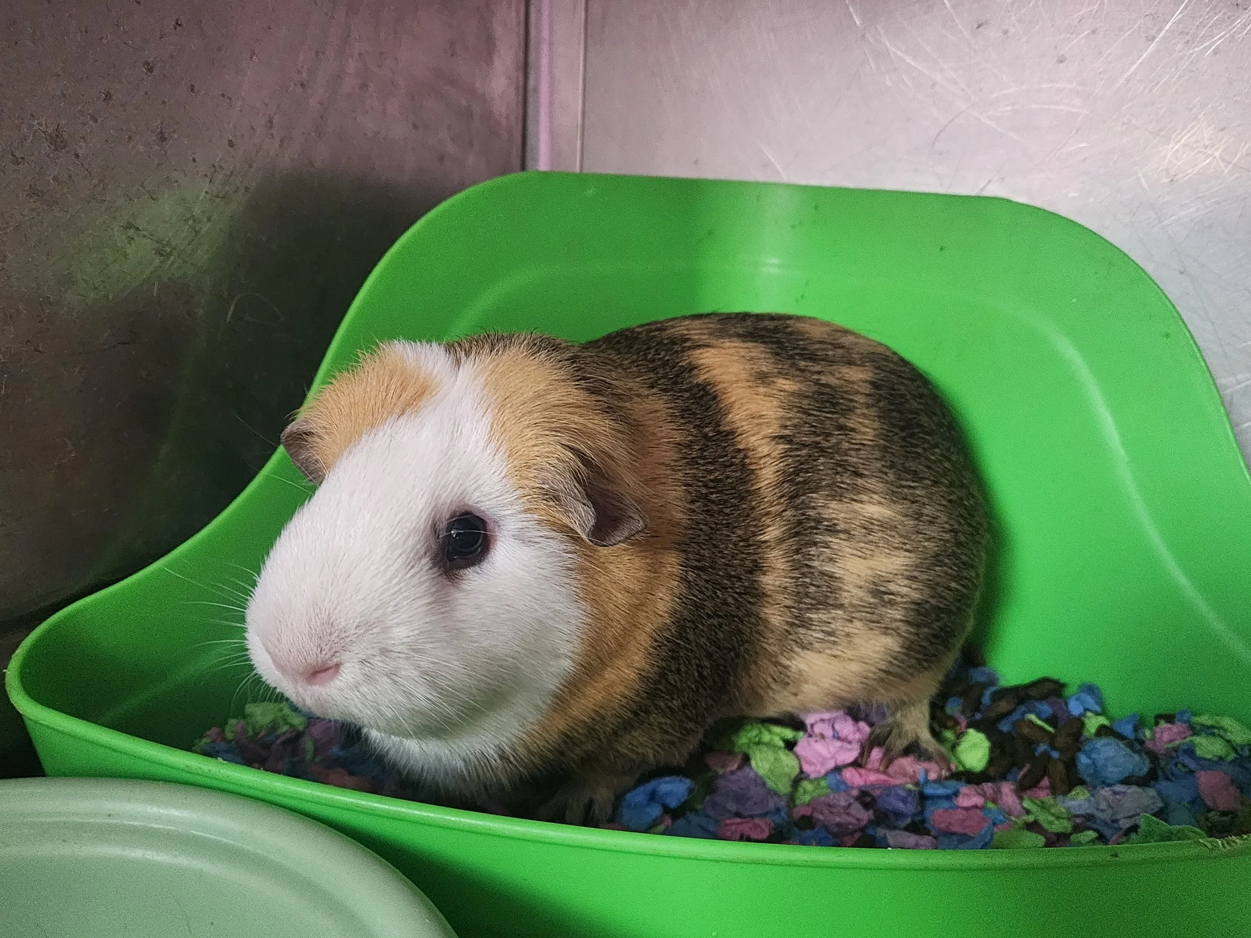 mama pig 