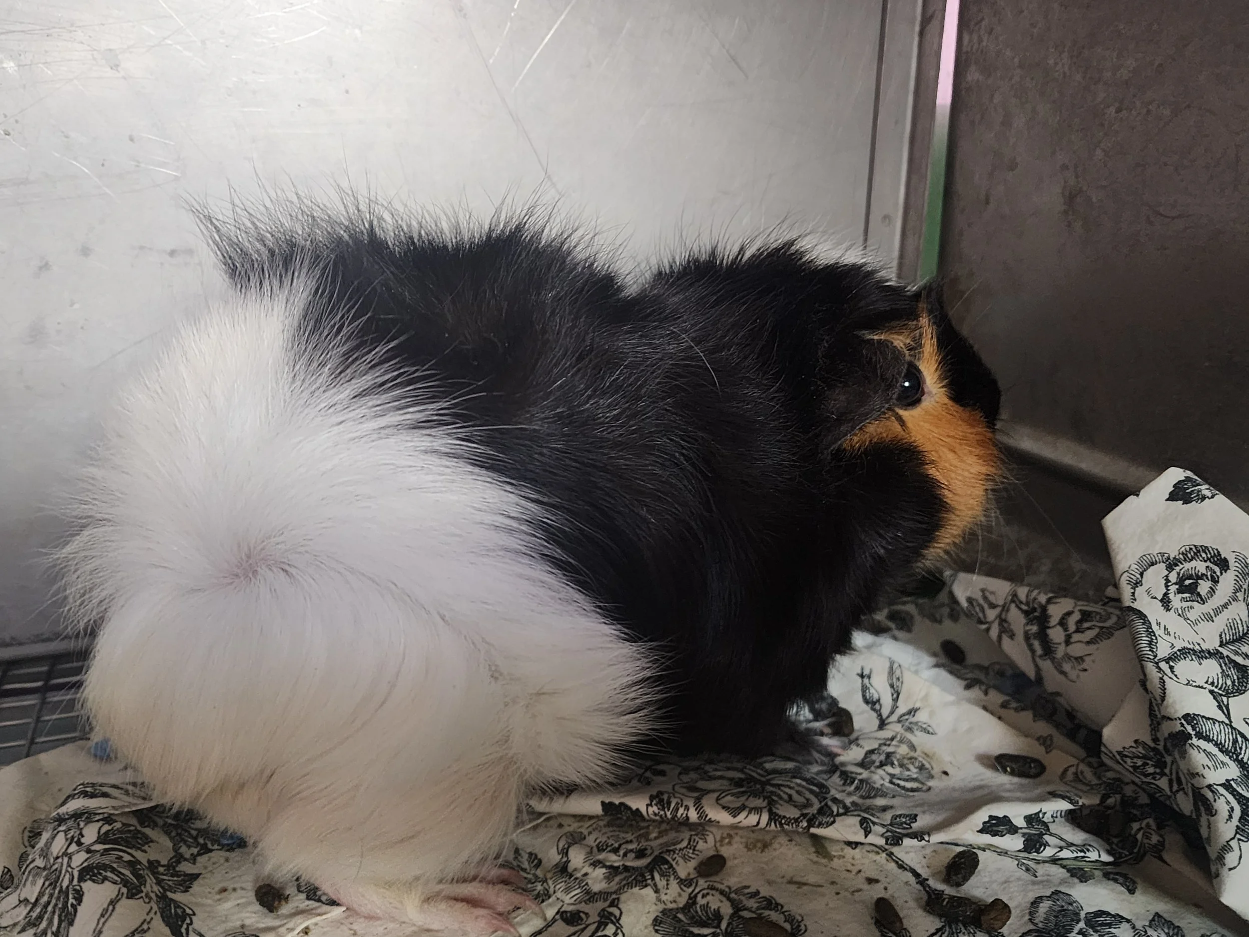 daddy gpig