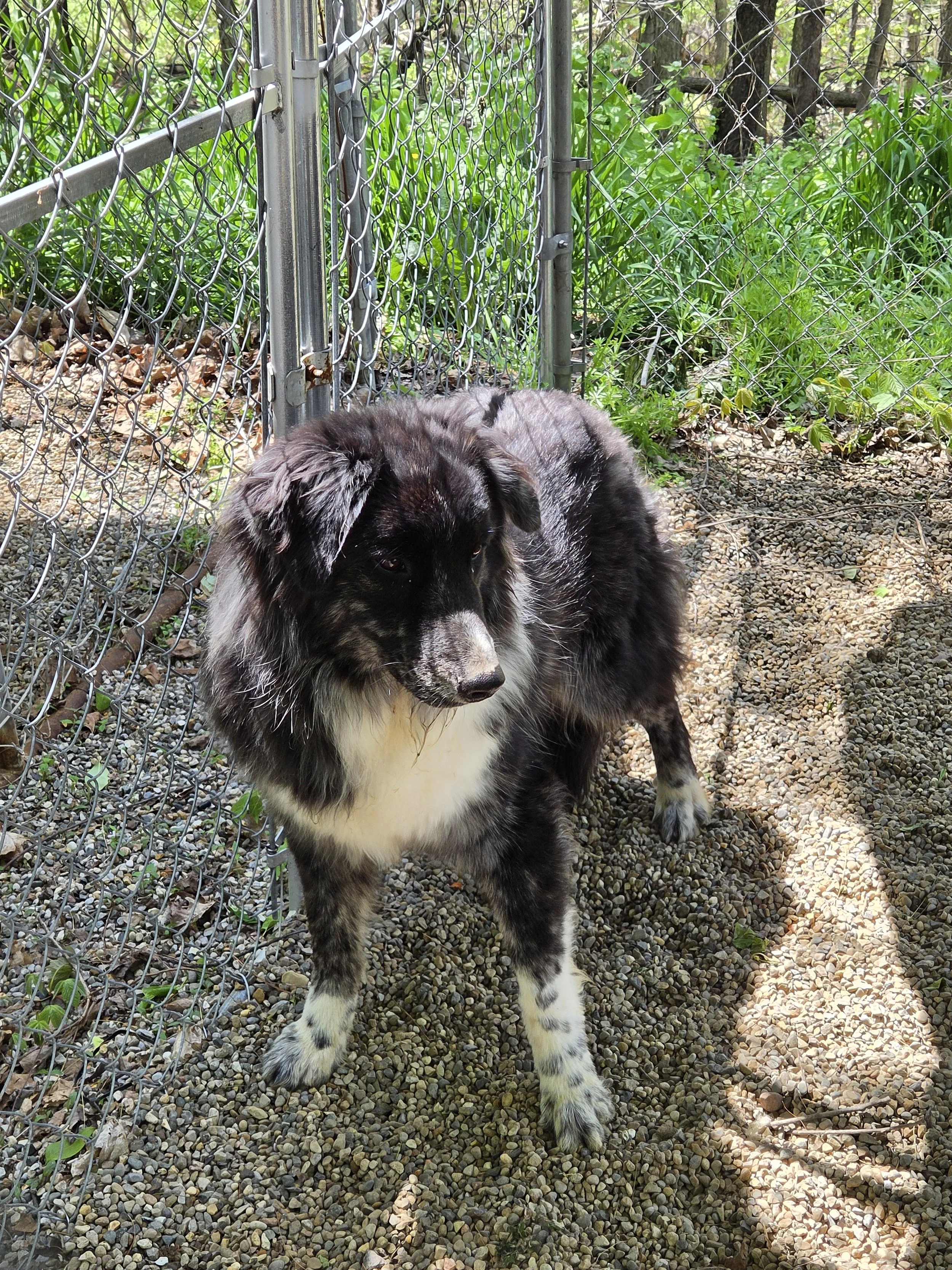 Winslow M/N  1yr  Aussy mix