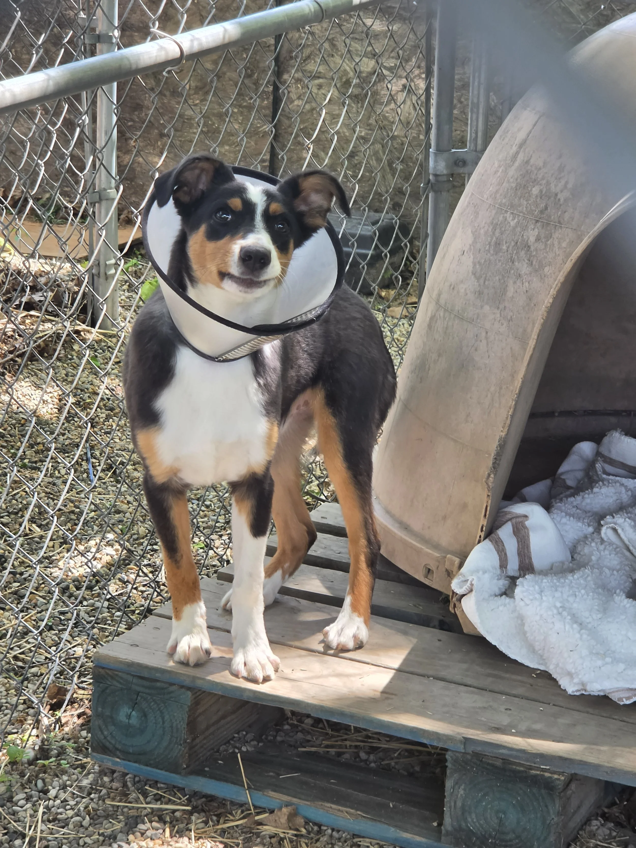 Fisher M/N  terrier mix 5m