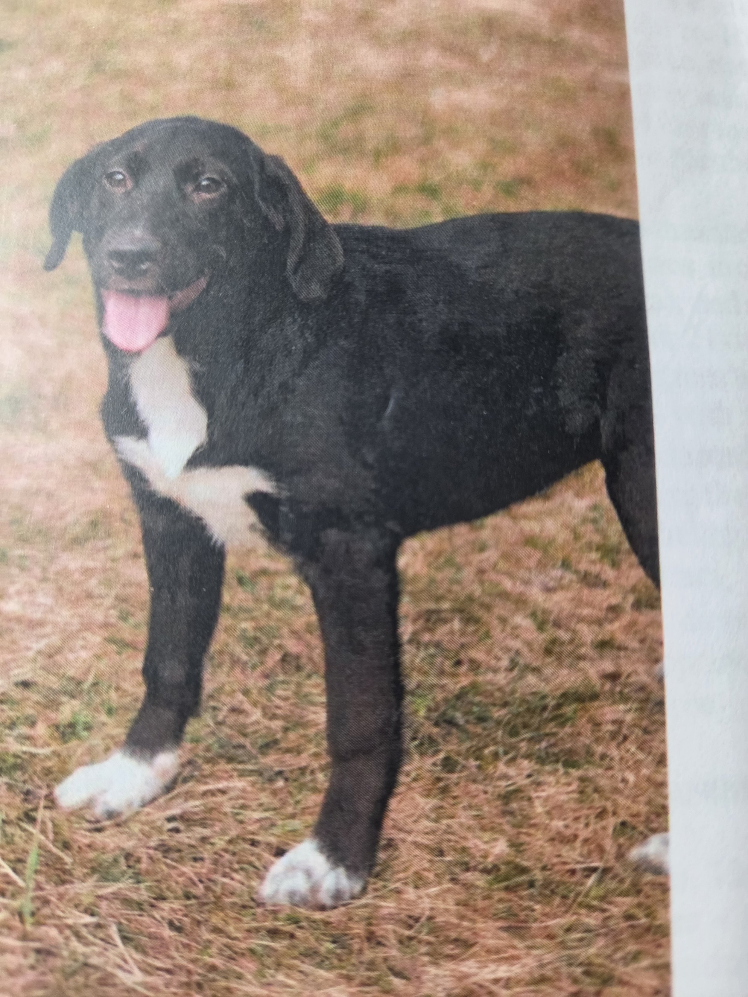 Rooney M/N Cattle dog mix  1yr
