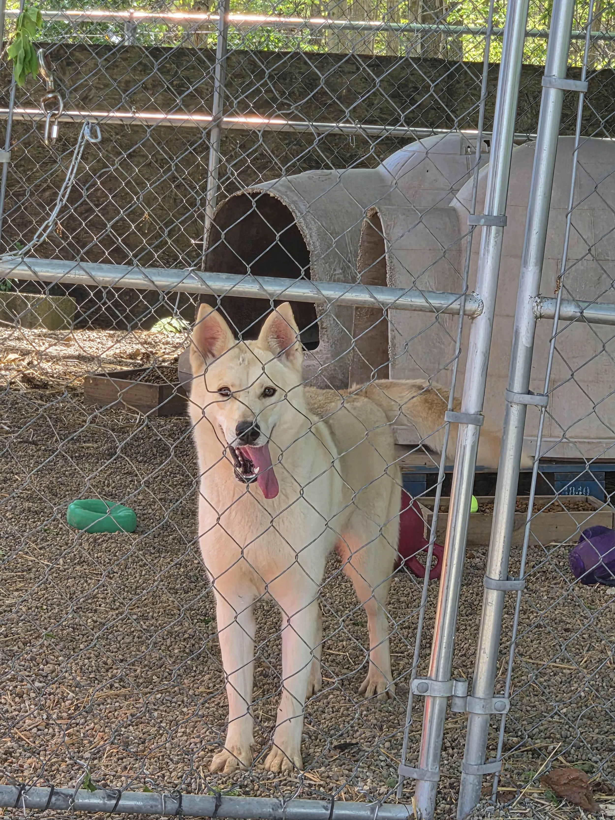 Roxi husky shep mix F/S 2yr 