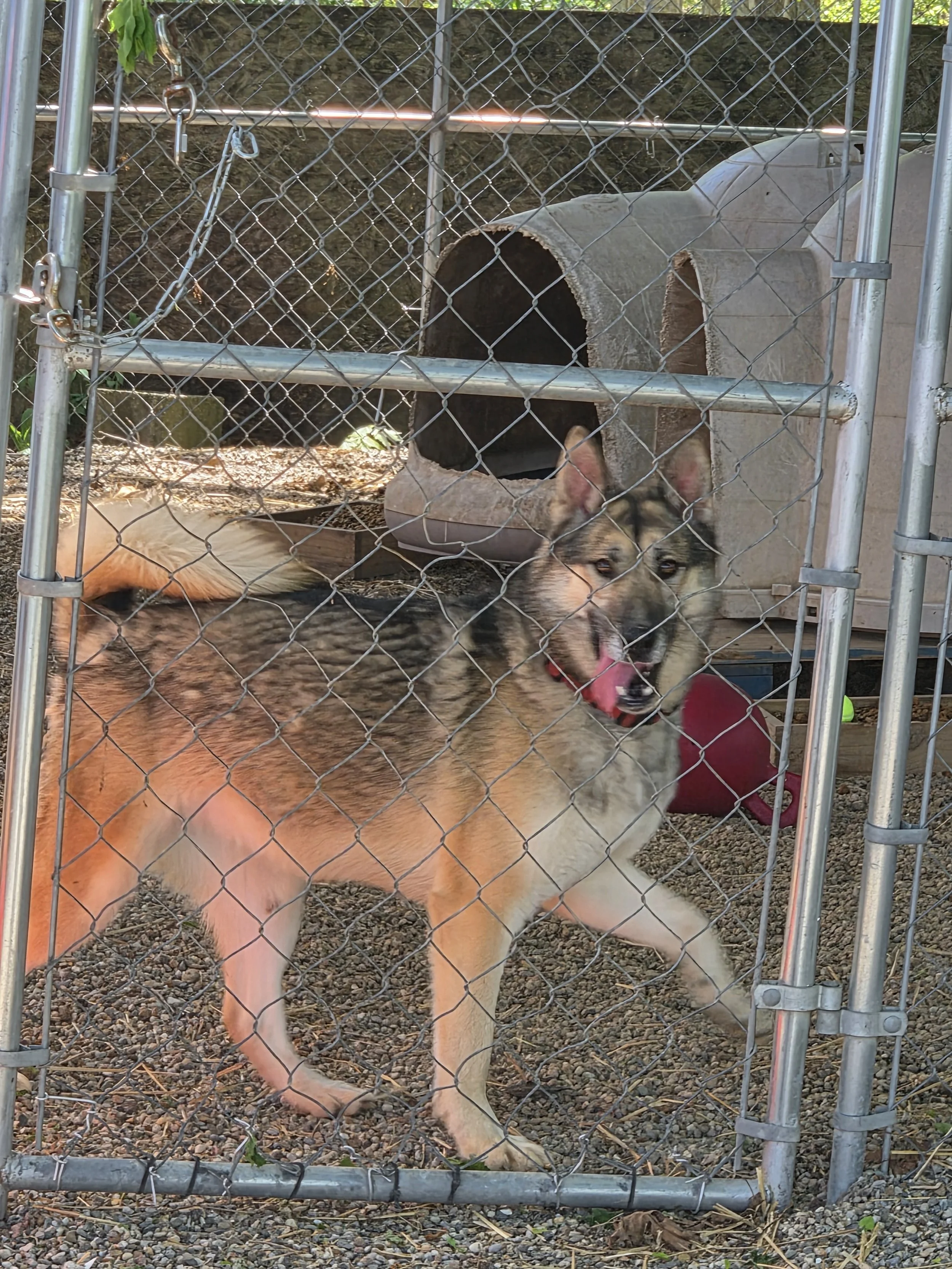 Remi 2 yr M/N Husky mix