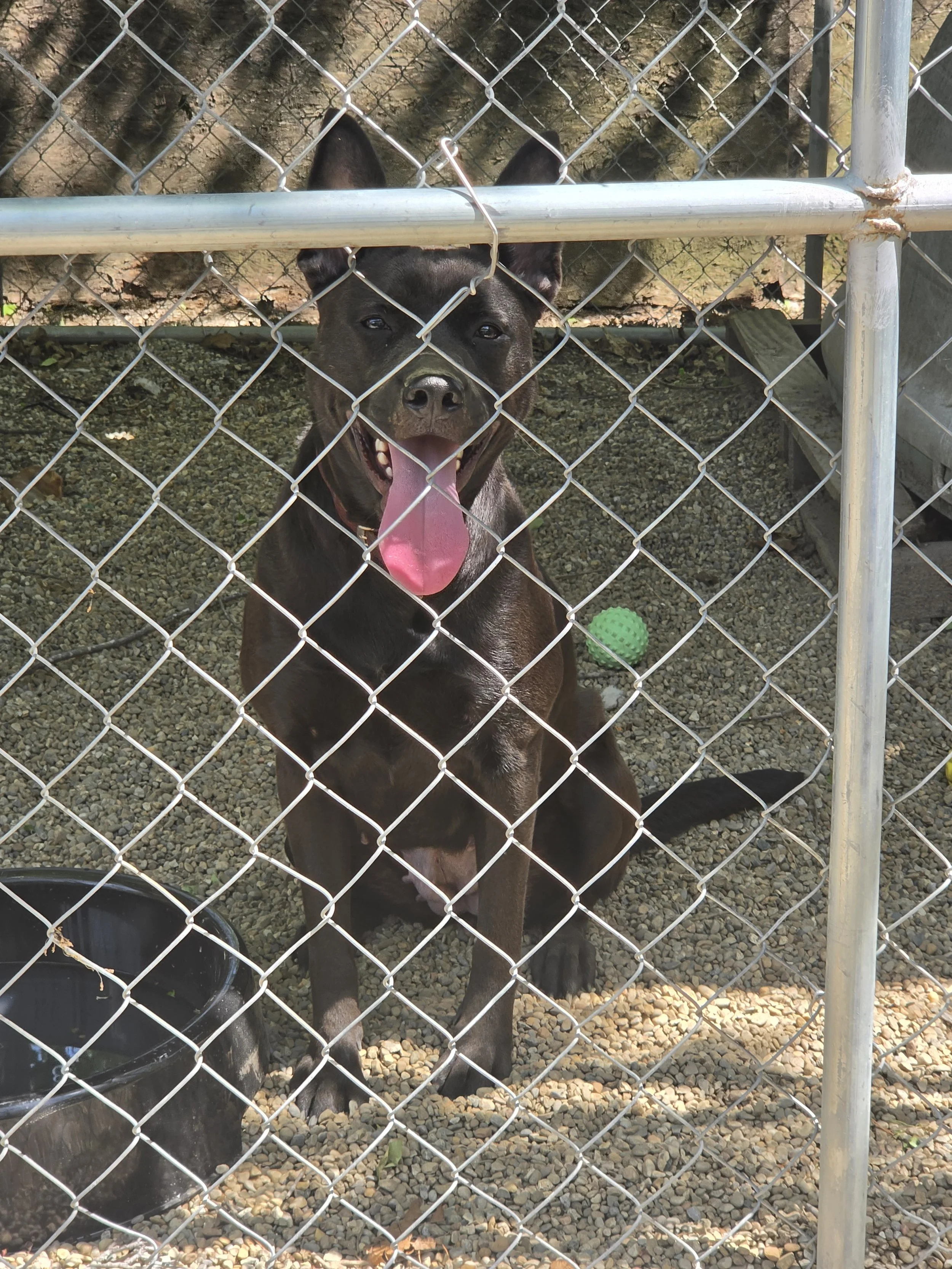 Marie F/S 3yrs shep/pit mix