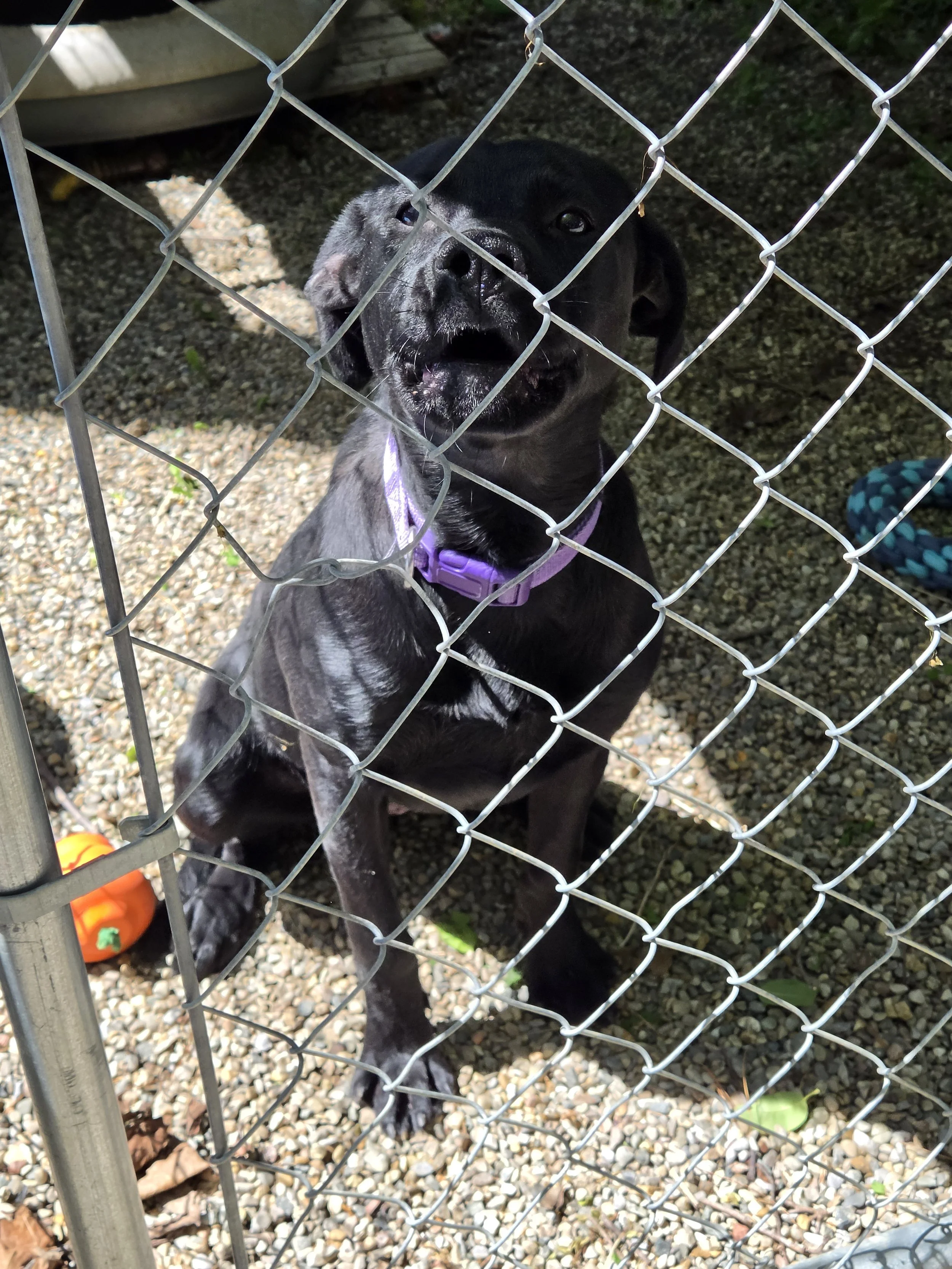 GIGI F/S lab mix 5months