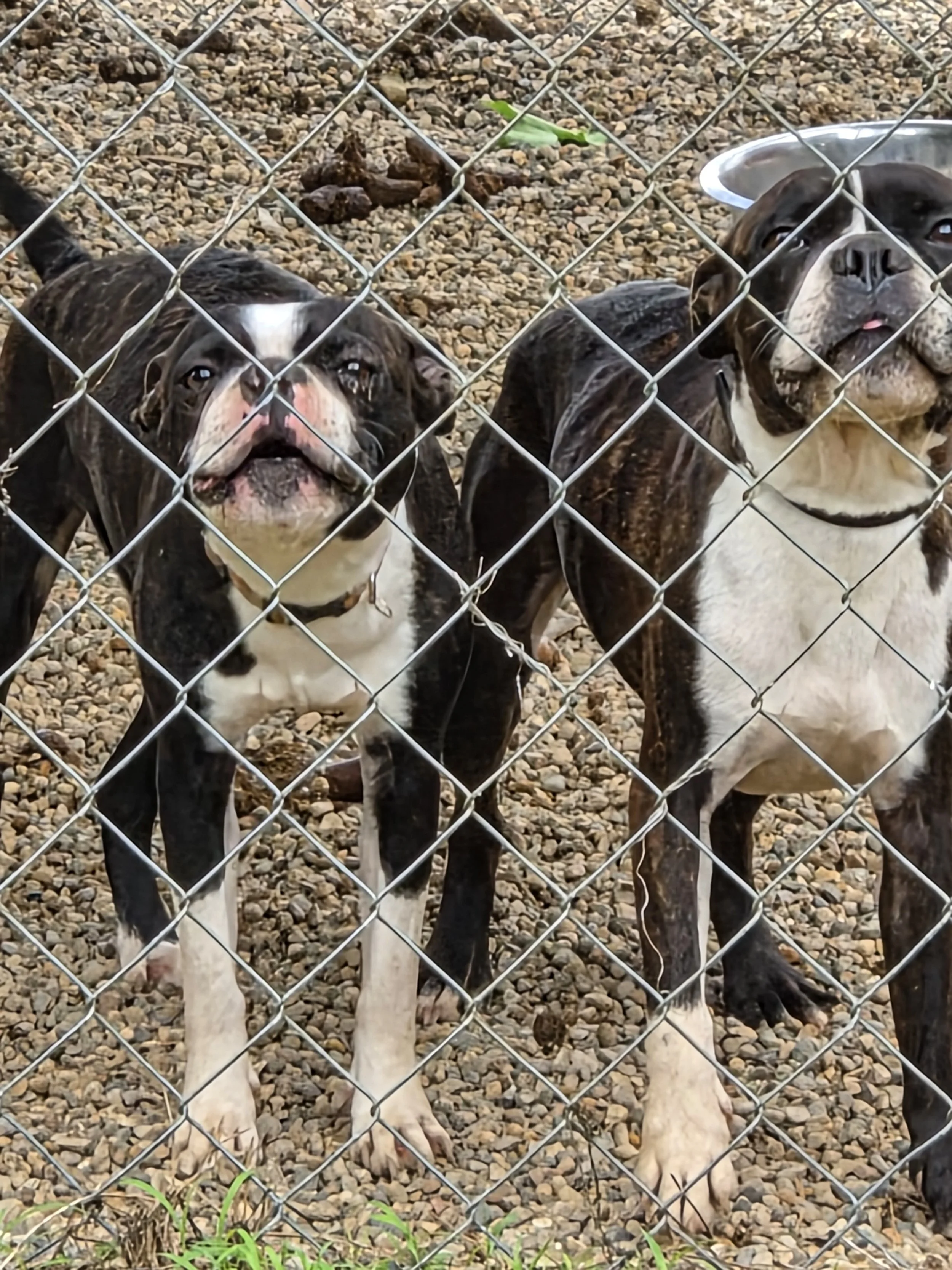 Boston terriers girls 2& 3yrs fixed 