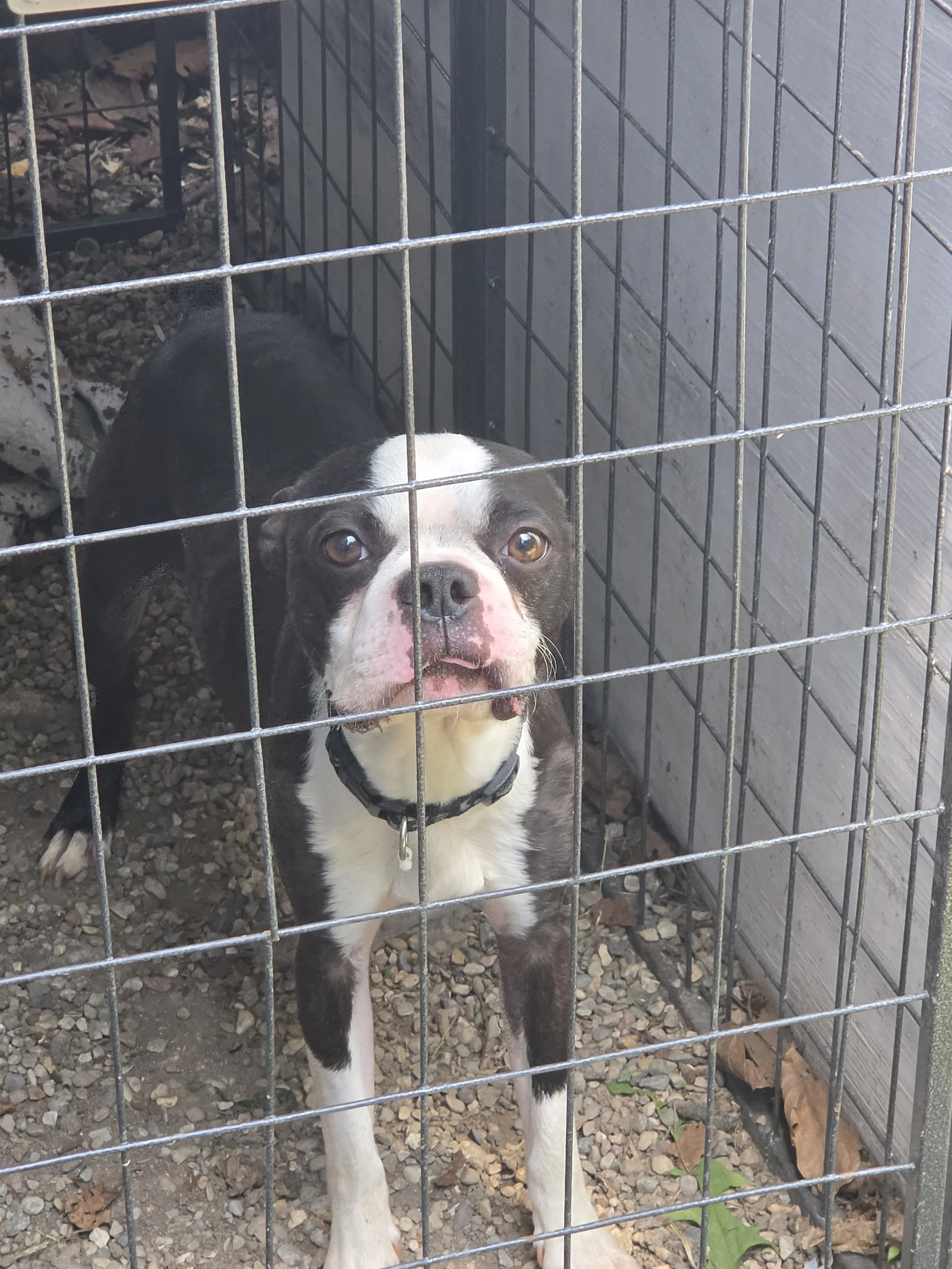 Cooper M/N 3YR Boston Terrier