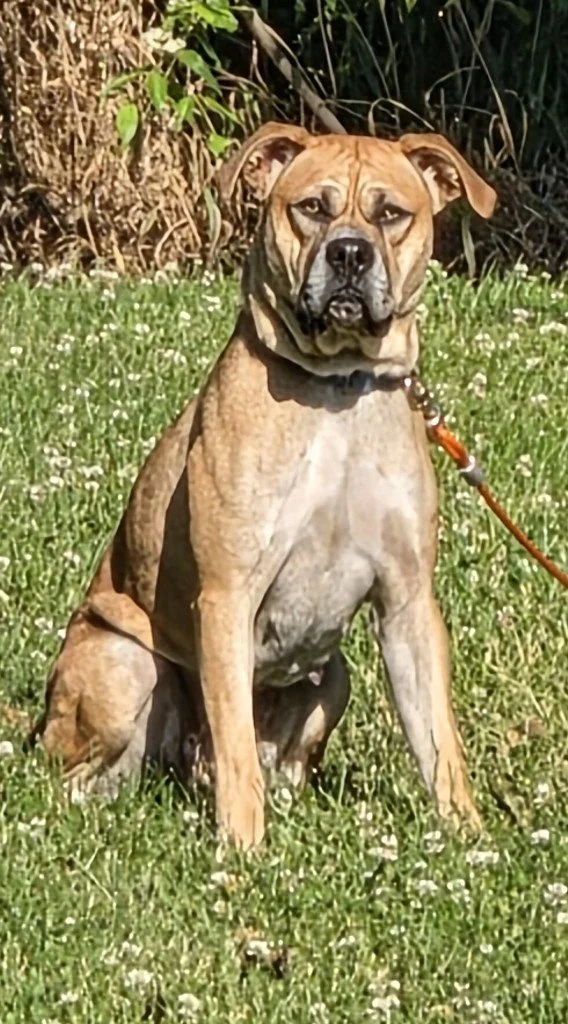 Lola Boxer mix F/S 5yr