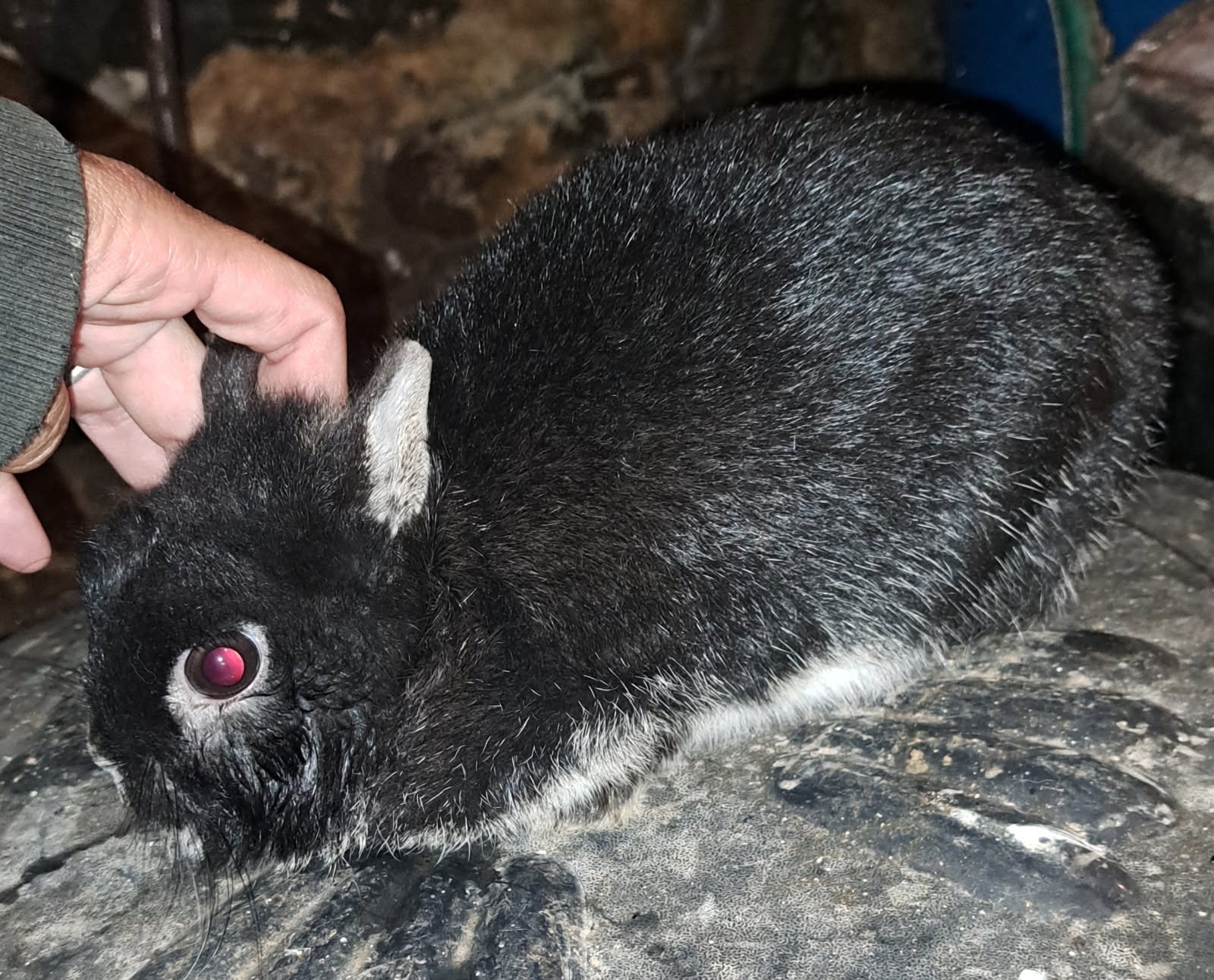 Midnight dwarf   1yr