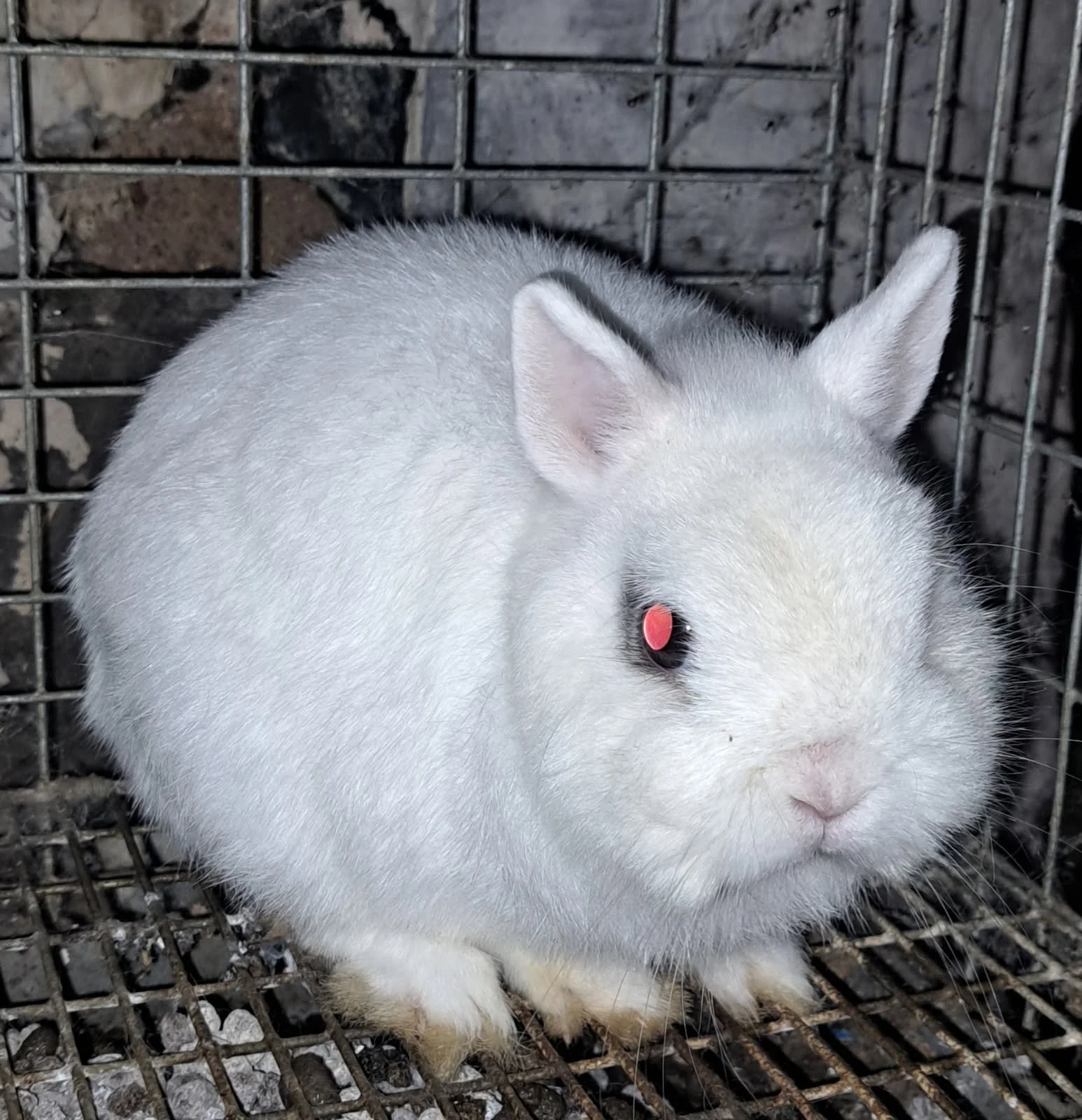 Bingo 2yr M