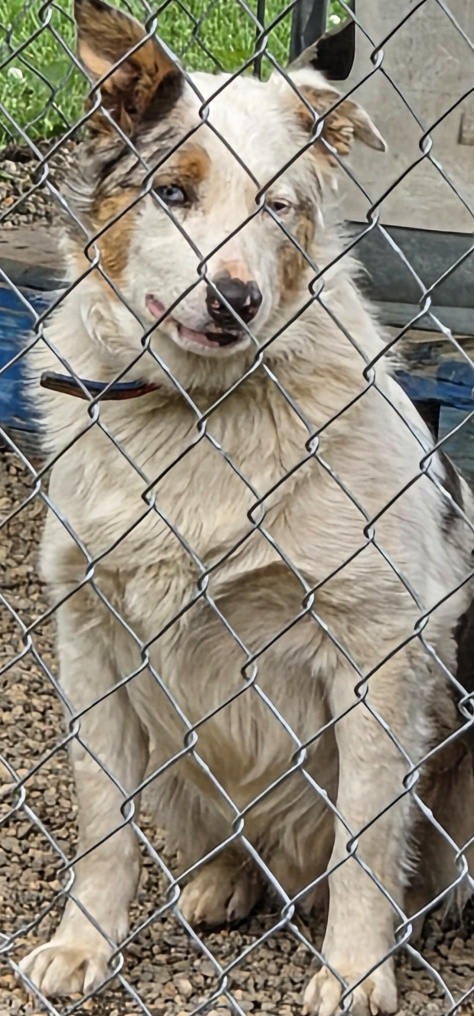 Walter M/N Corgi aussy mix 2yr