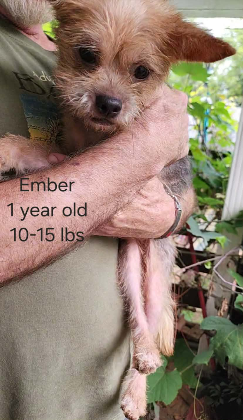 Ember 1 yr F/S Yorkie