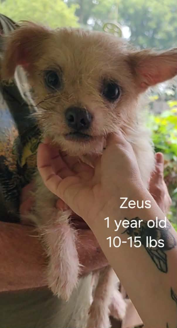 Zeus M/N 1yr yorkie