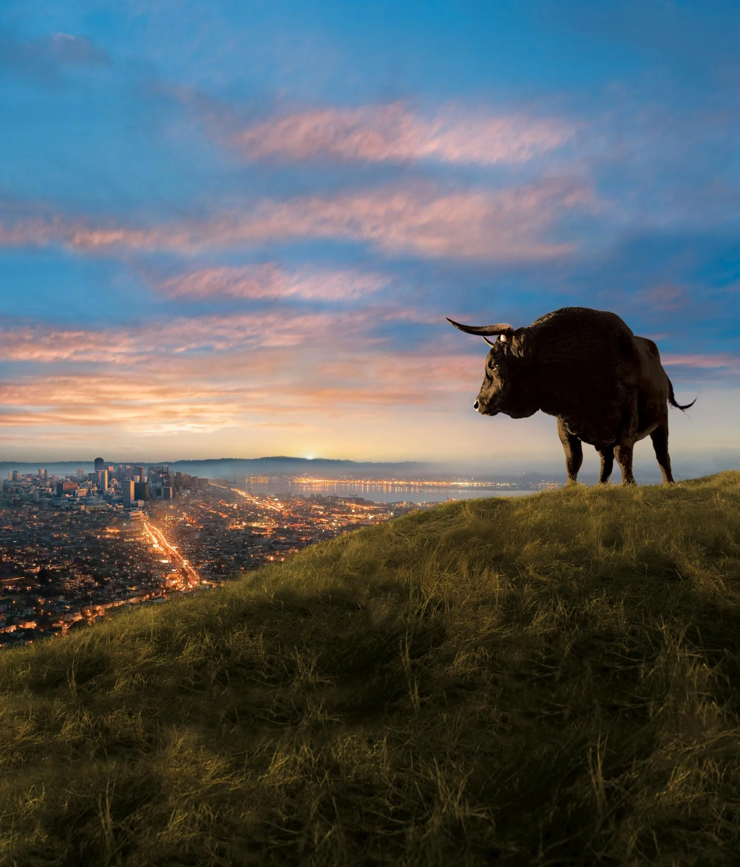 Bull Comp.jpg
